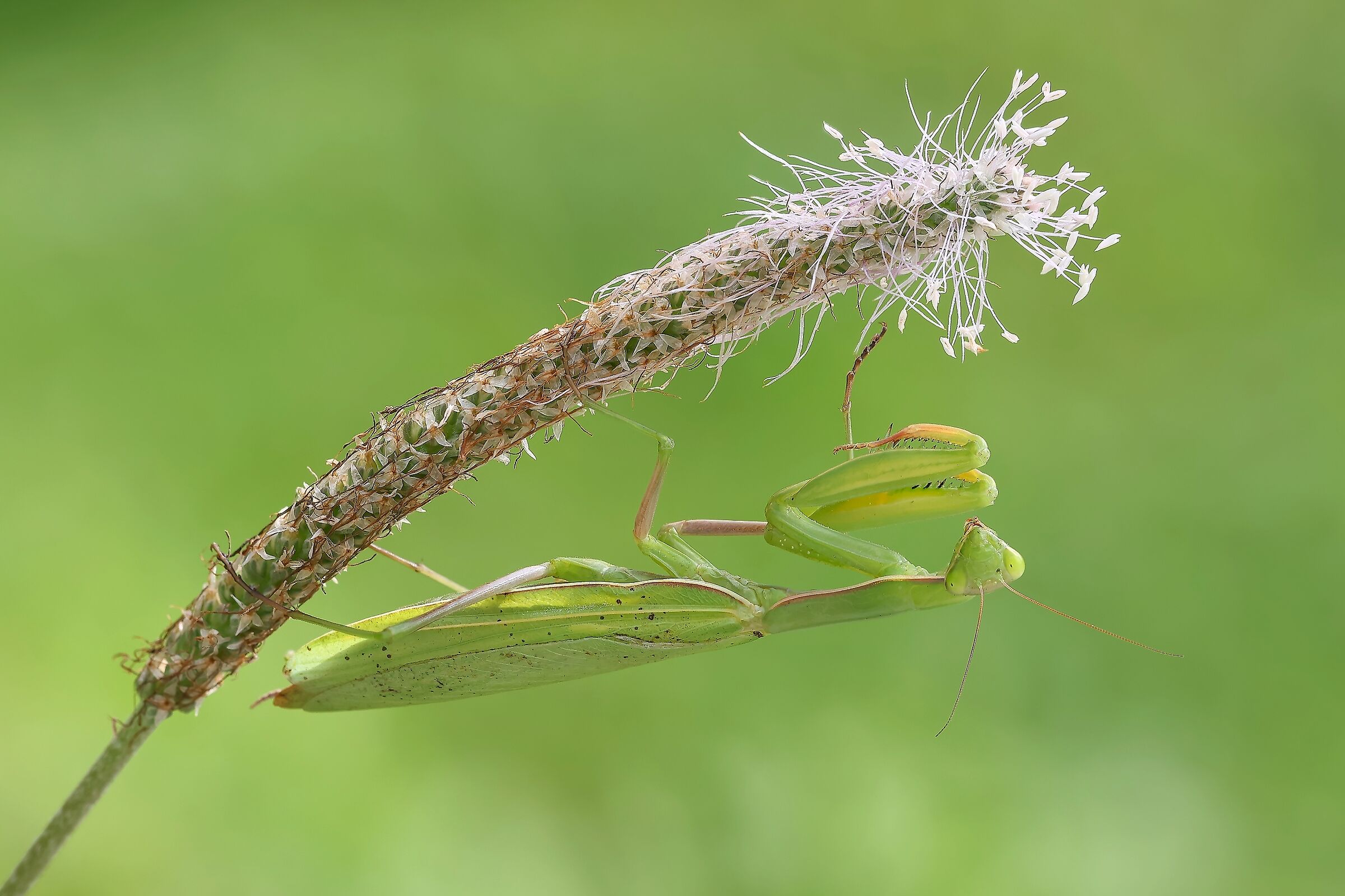 Mantis religiosa (maschio)