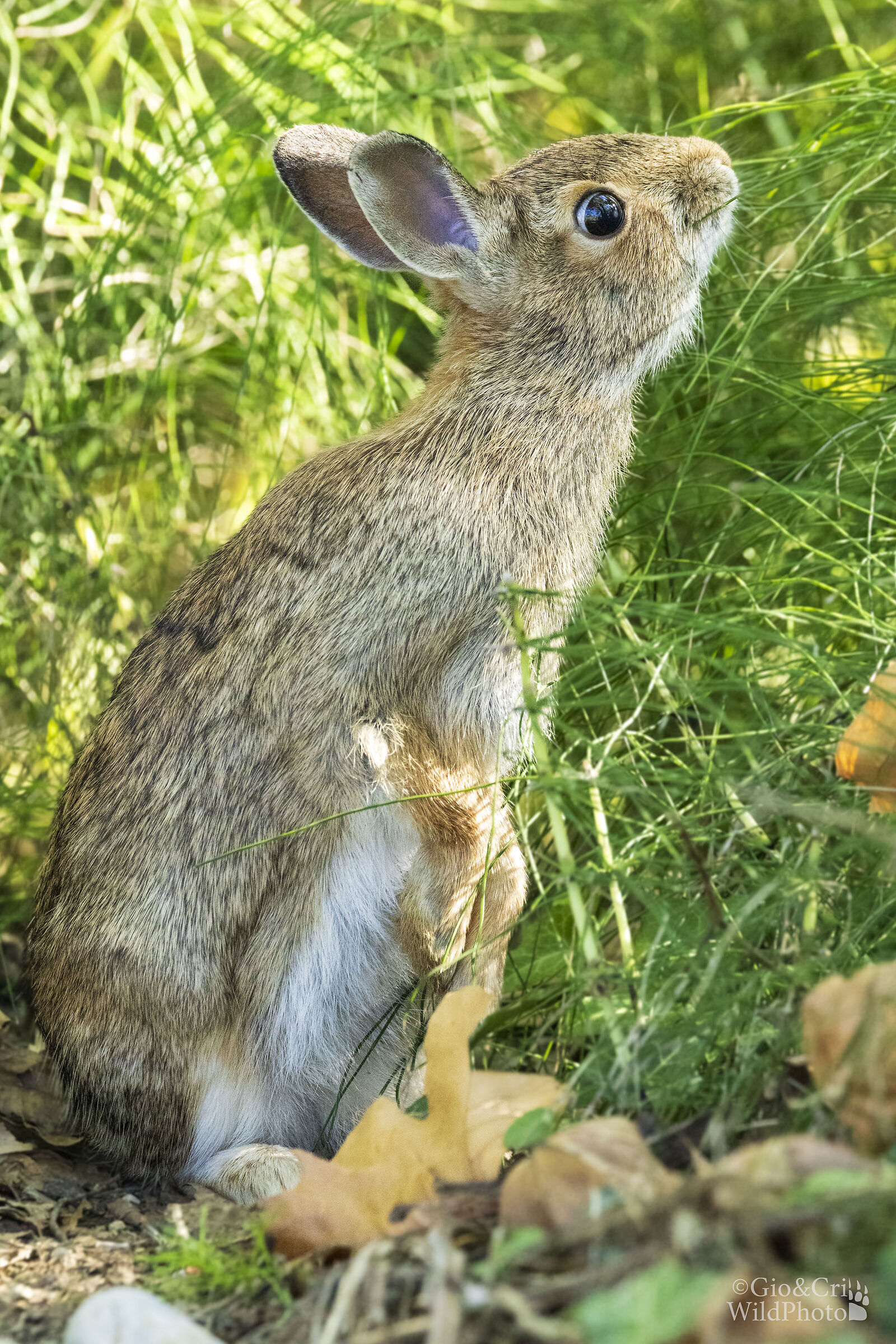 Mi hai colto sul fatto!