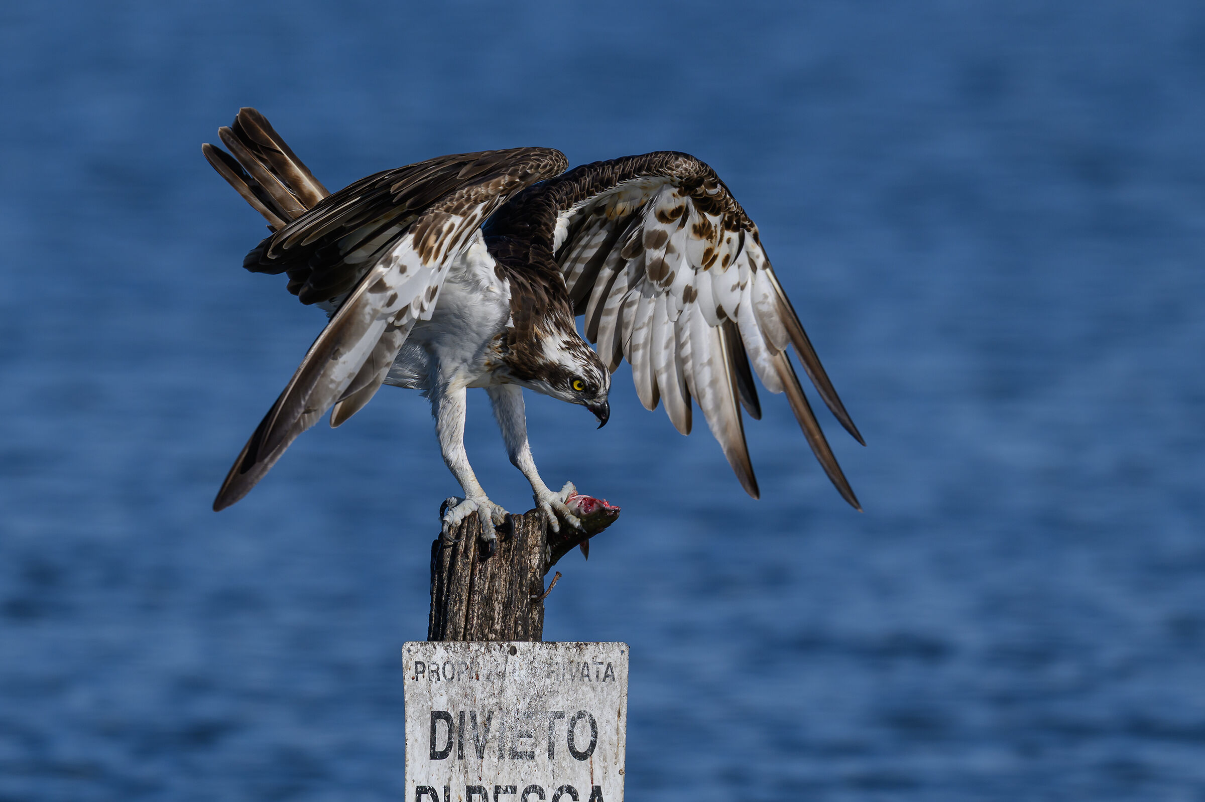 osprey