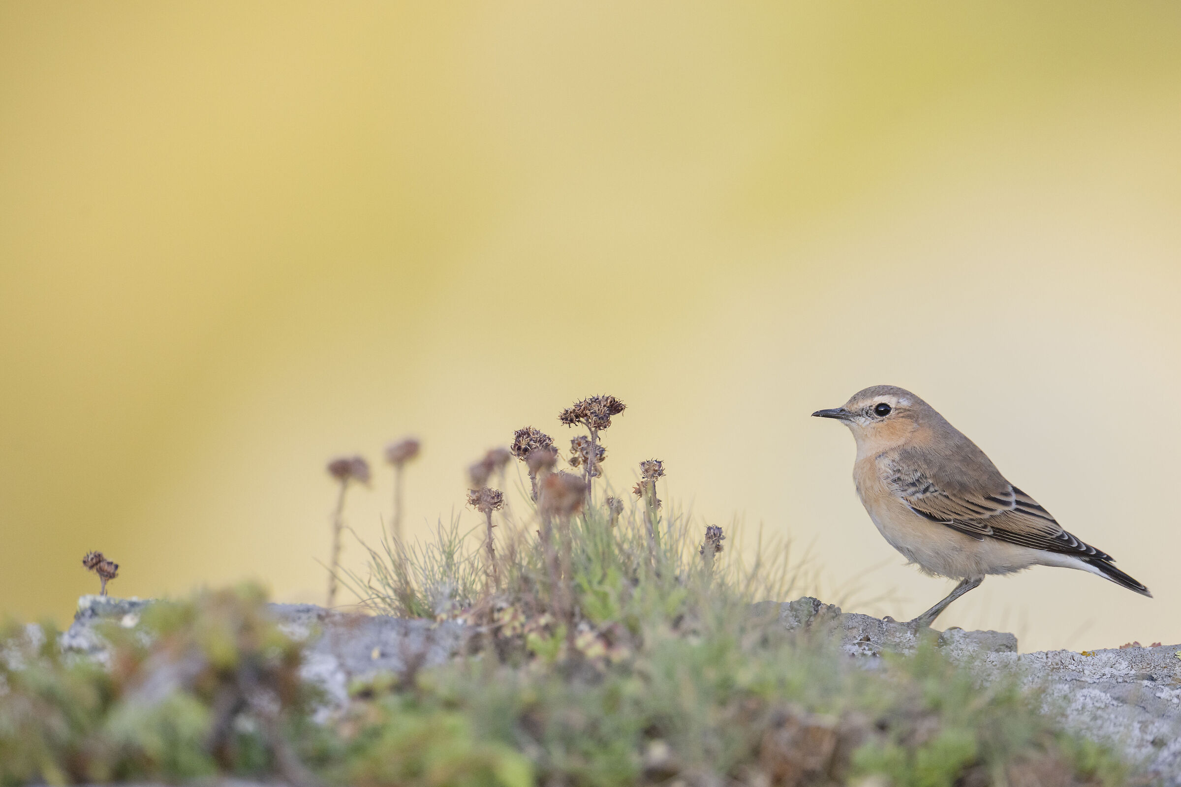 Northern wheatear