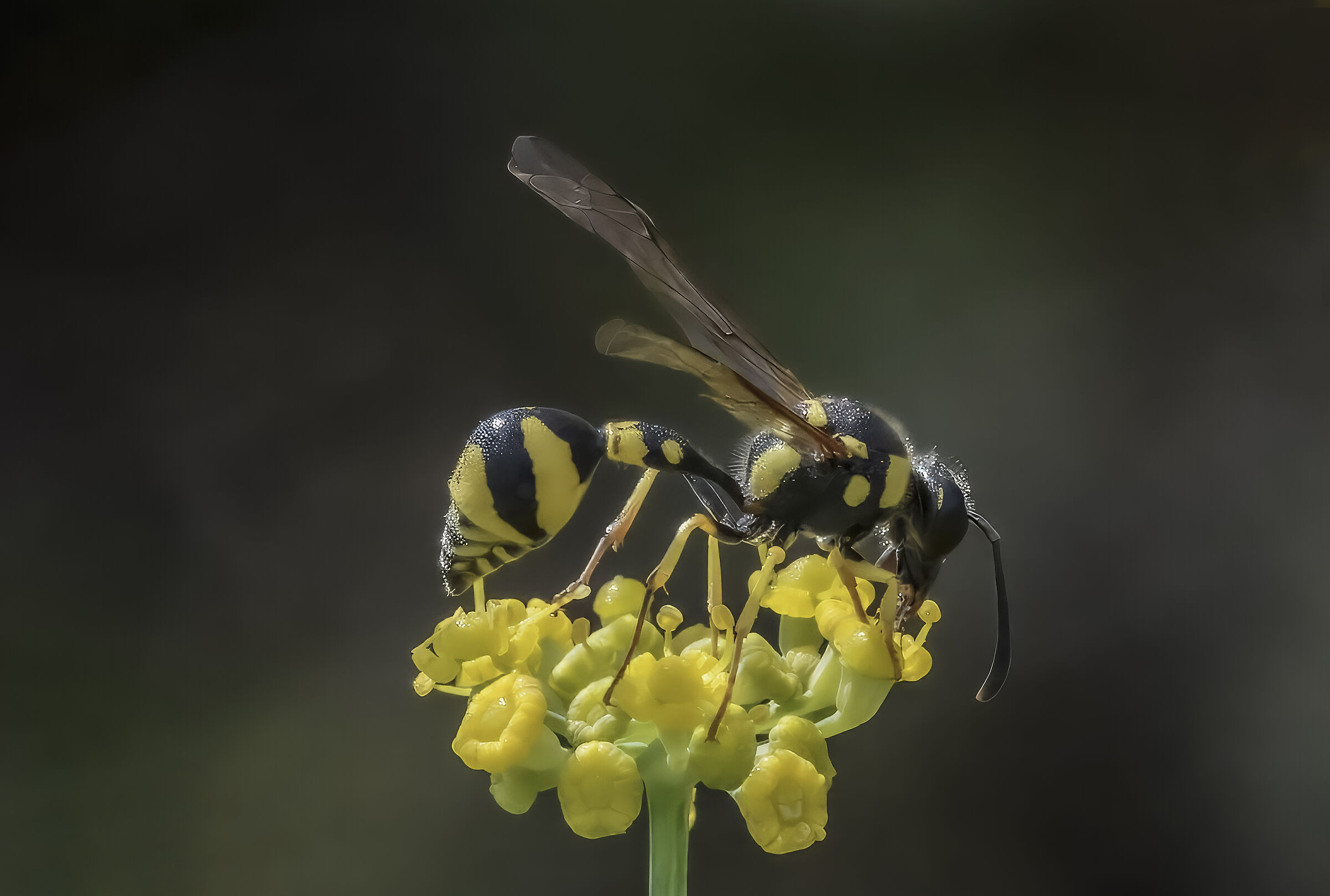 Eumenes mediterraneus (Vespa vasaio)
