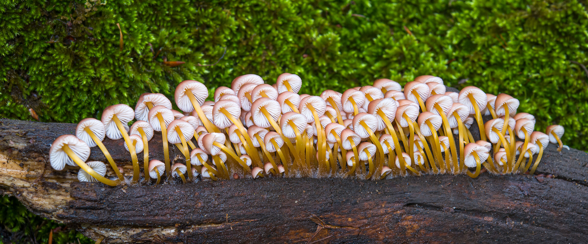 The Mycena tilted like toy soldiers...