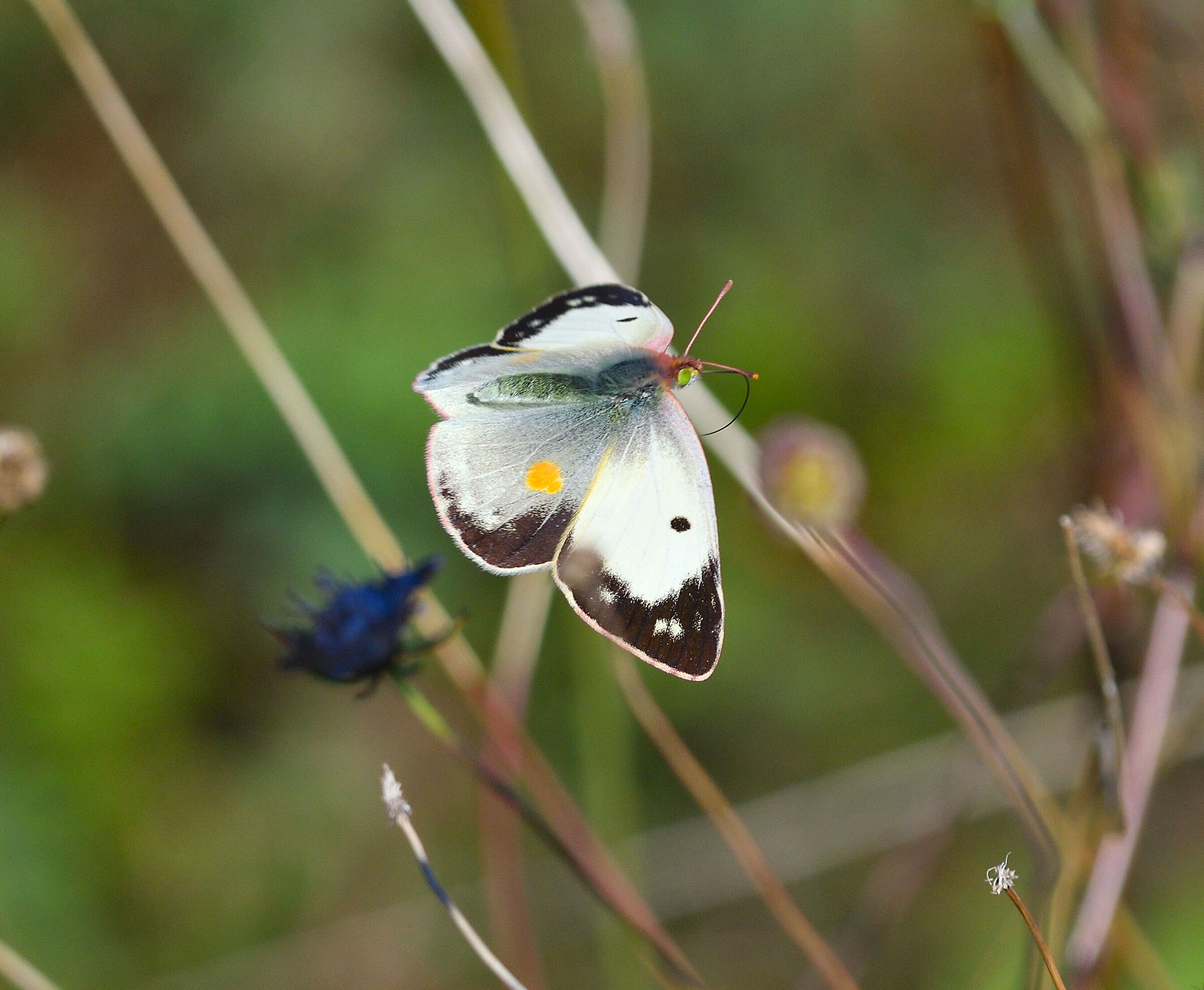 Colias Crocea var. Helice