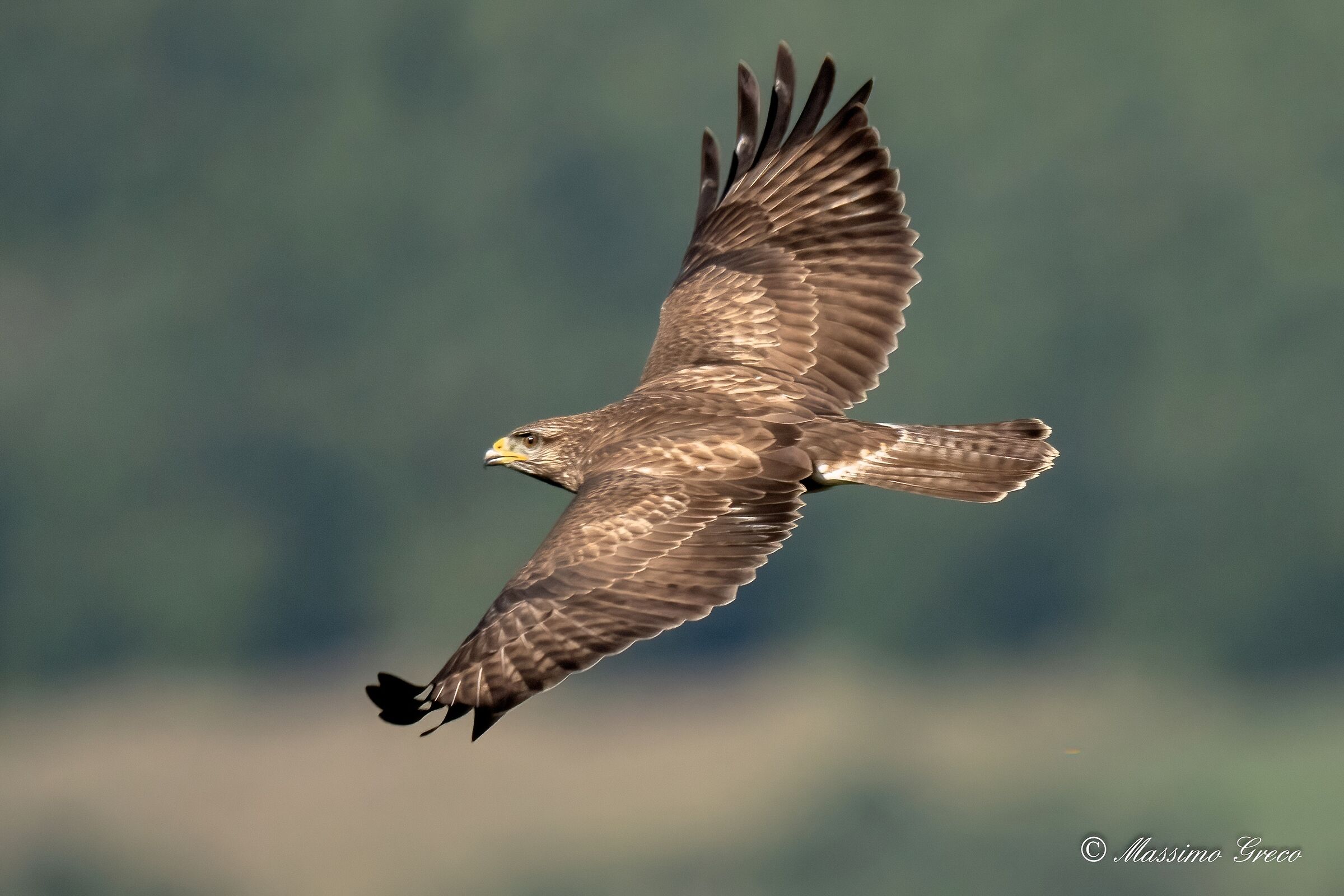 Buzzard (Buteo buteo)