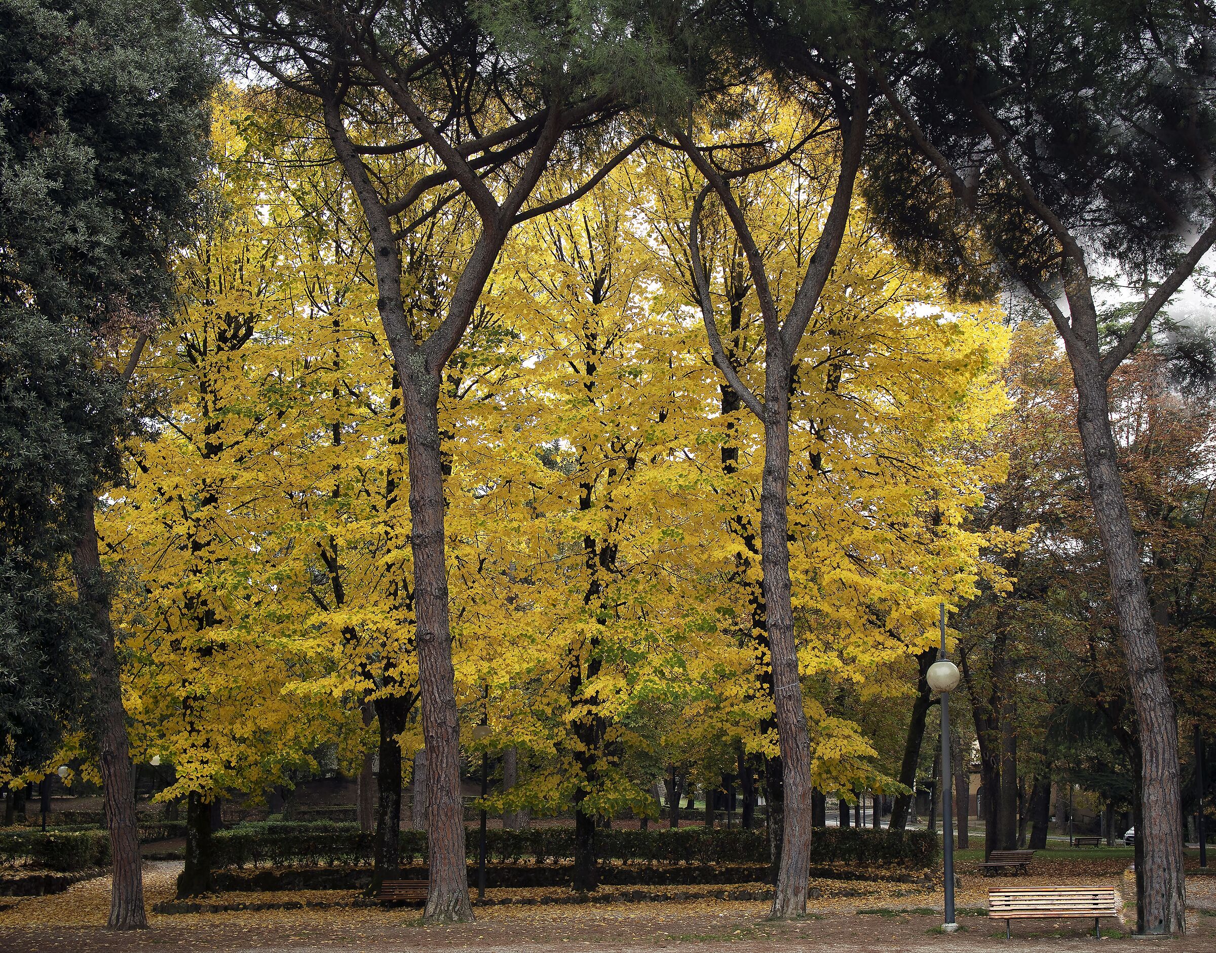Foliage