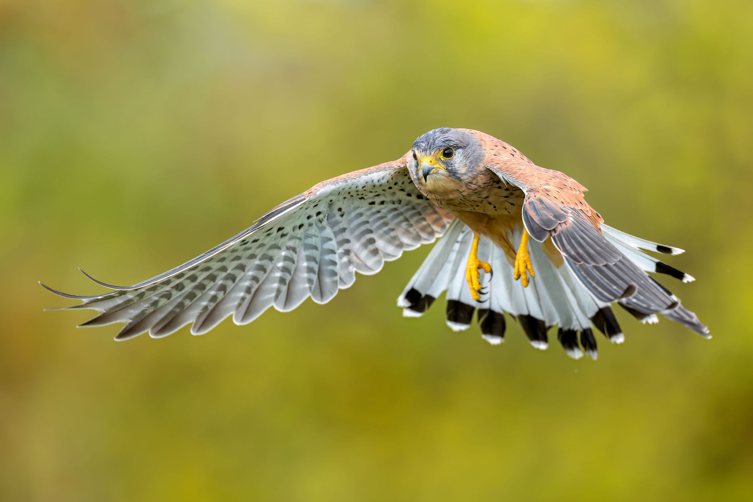 Kestrel