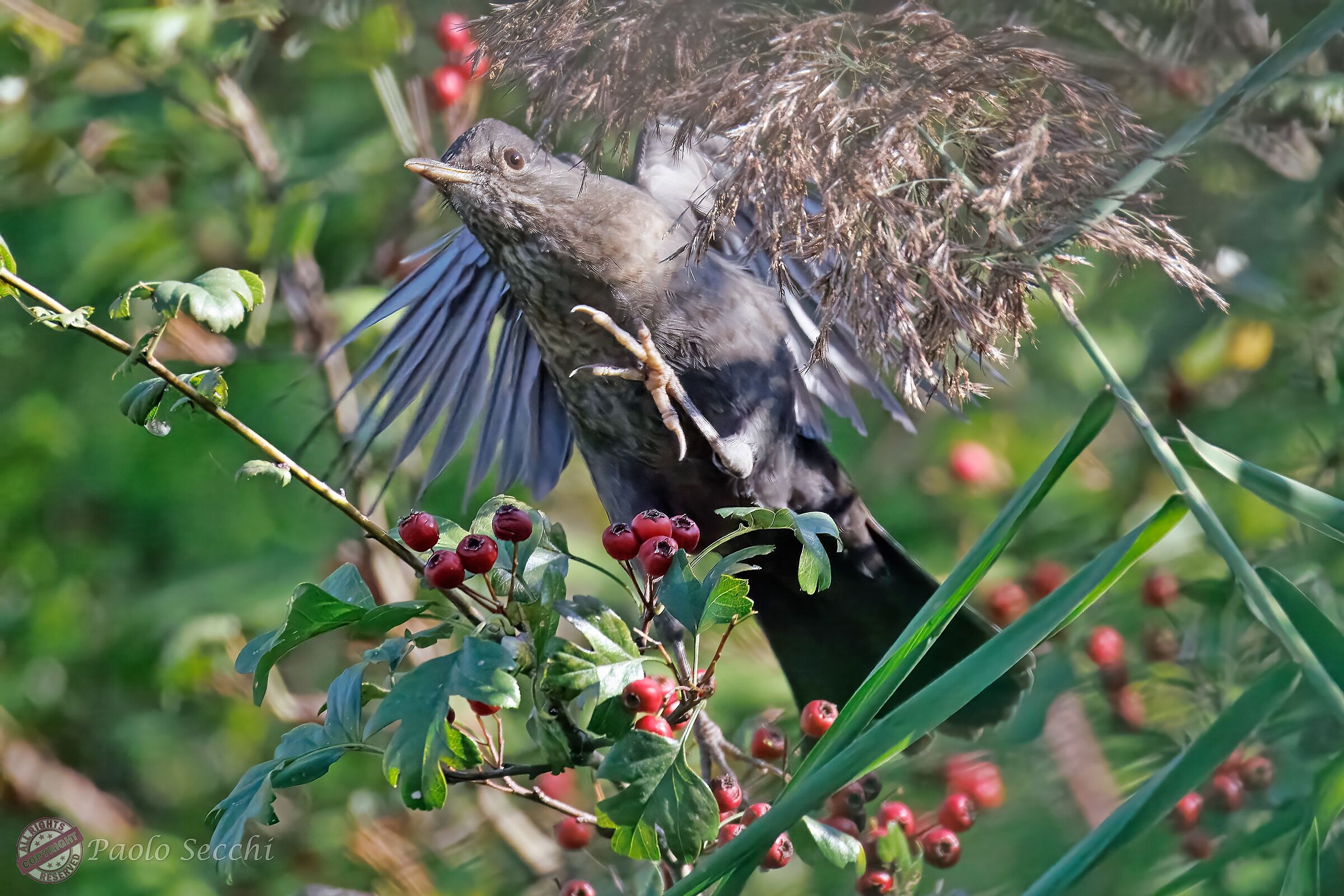 Peeling for berries