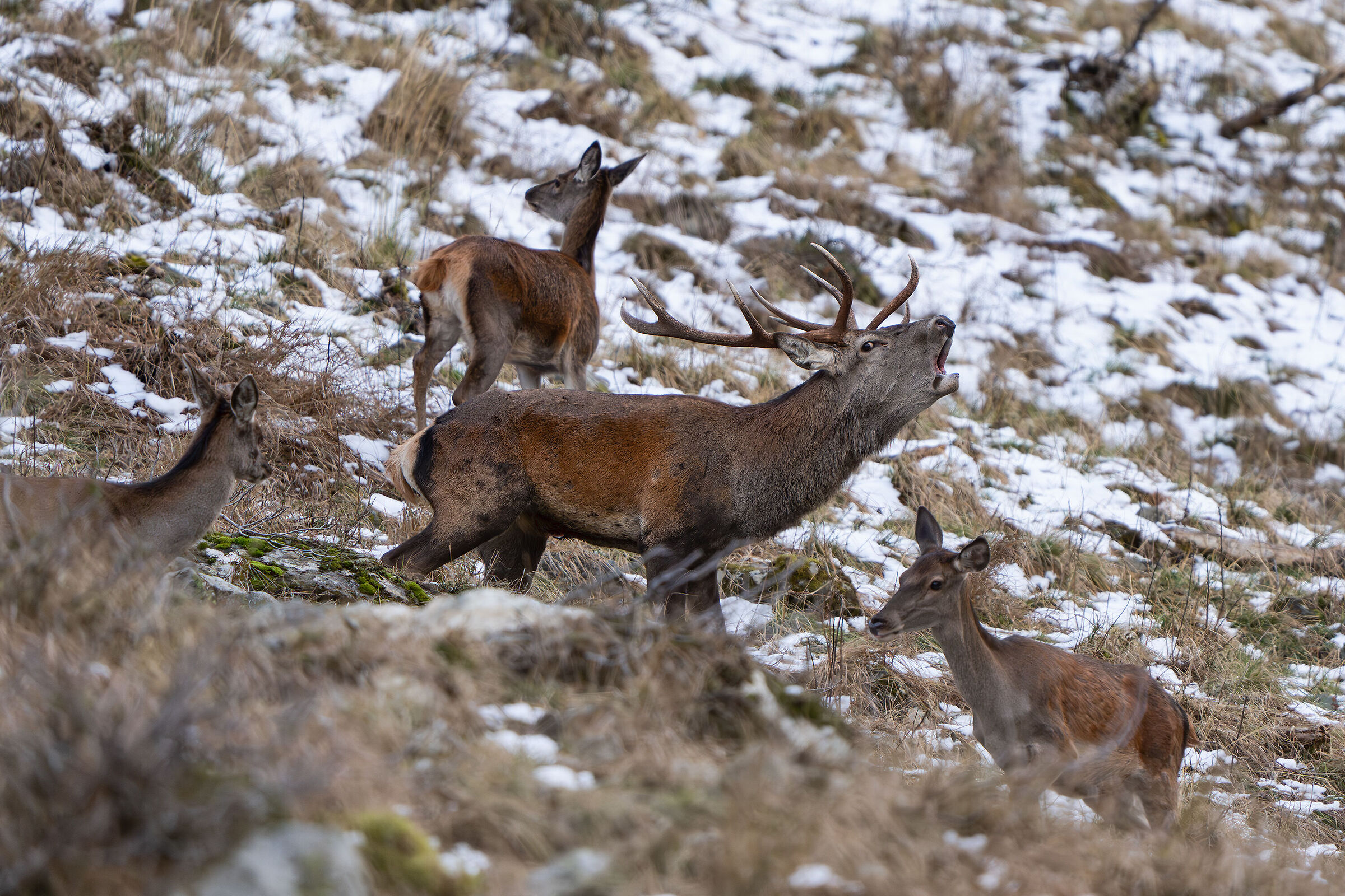 Il cervo e la damigelle