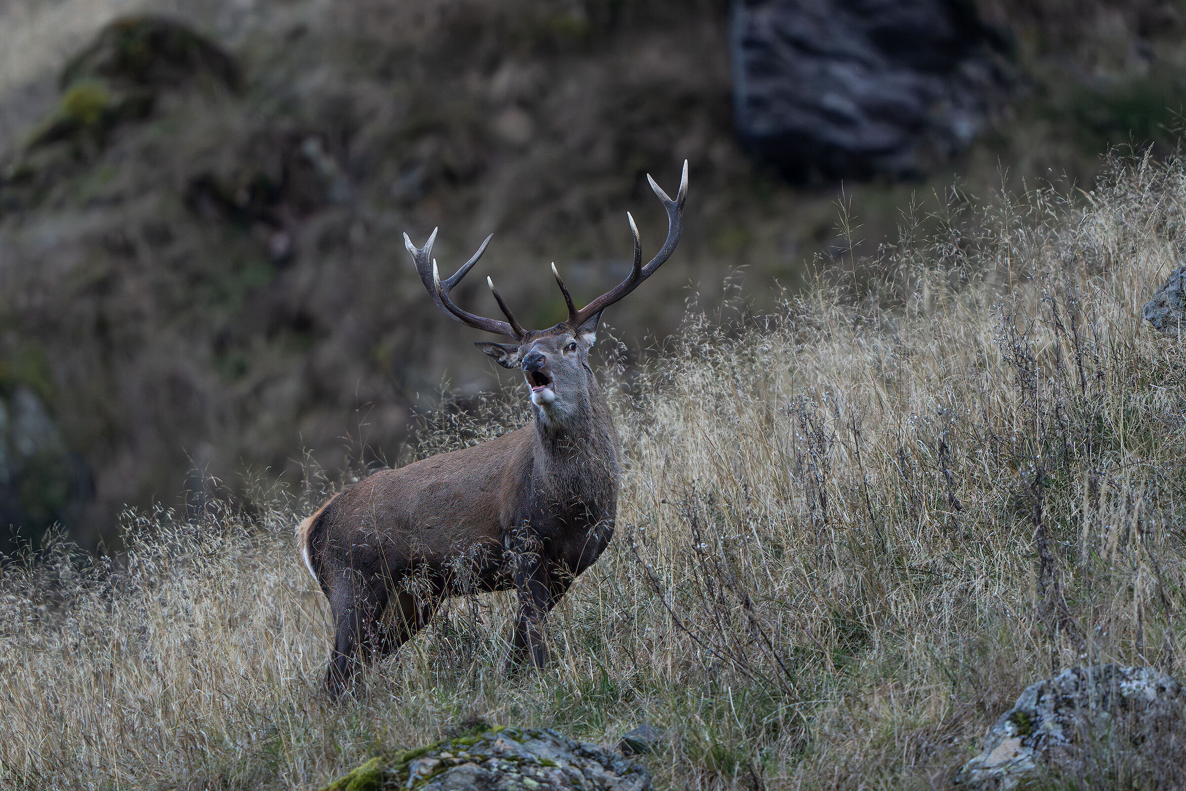 Bramito 2025 alpi carniche