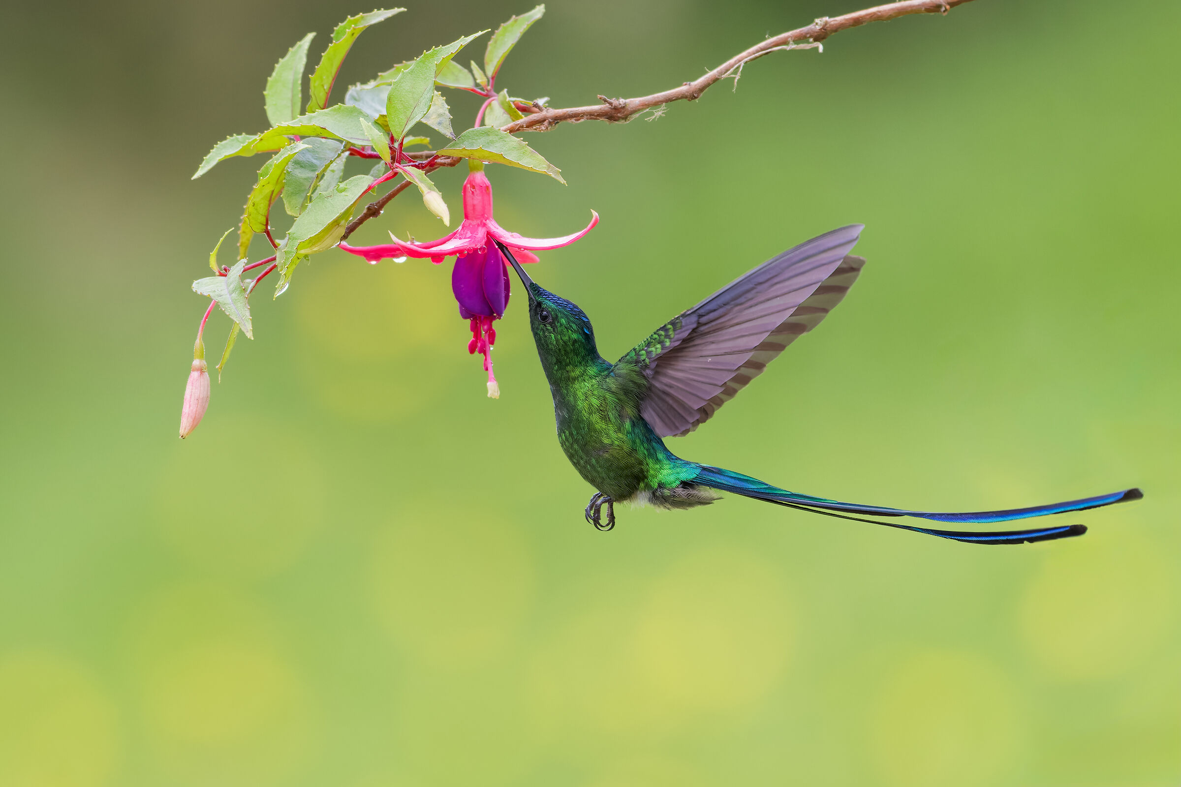 La danza aerea della silfide