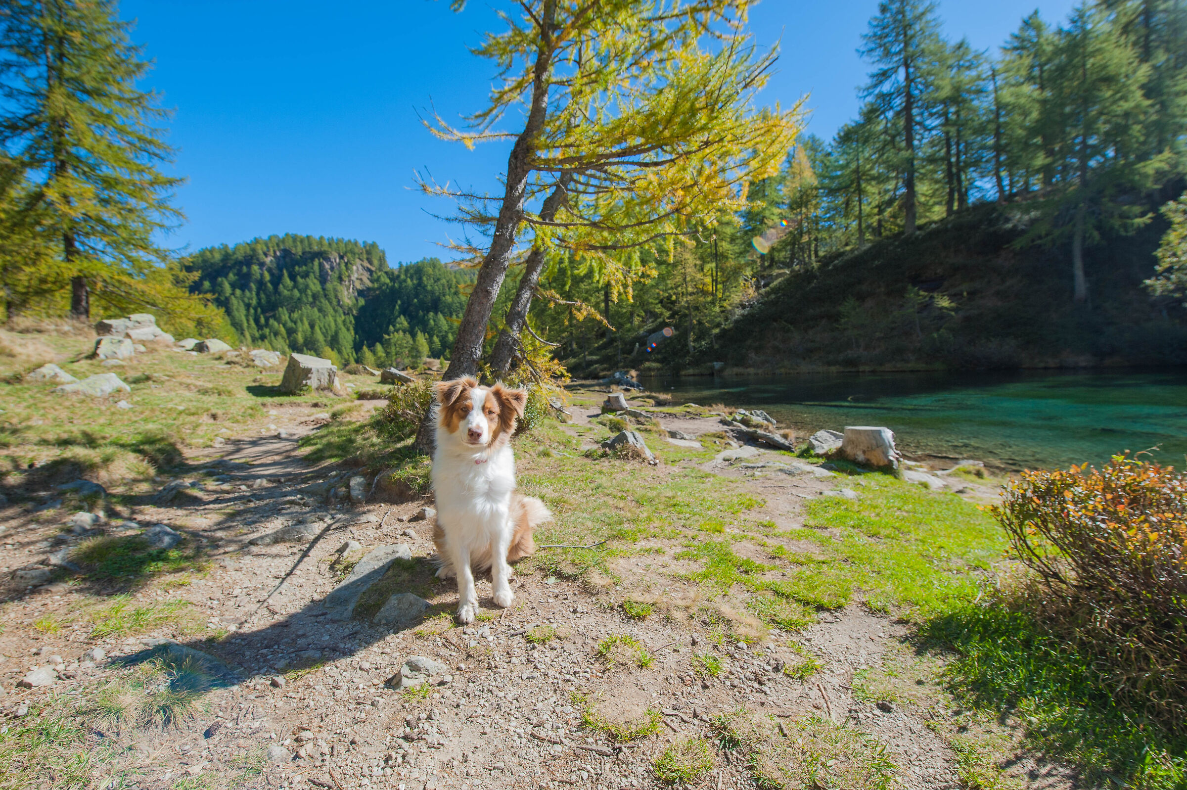 Daisy at the Lake of the Witches (Alpe Devero)
