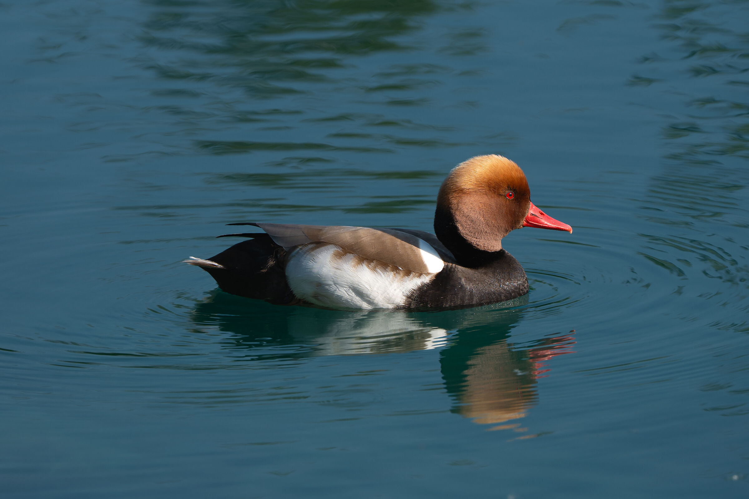 Red-crested pochard