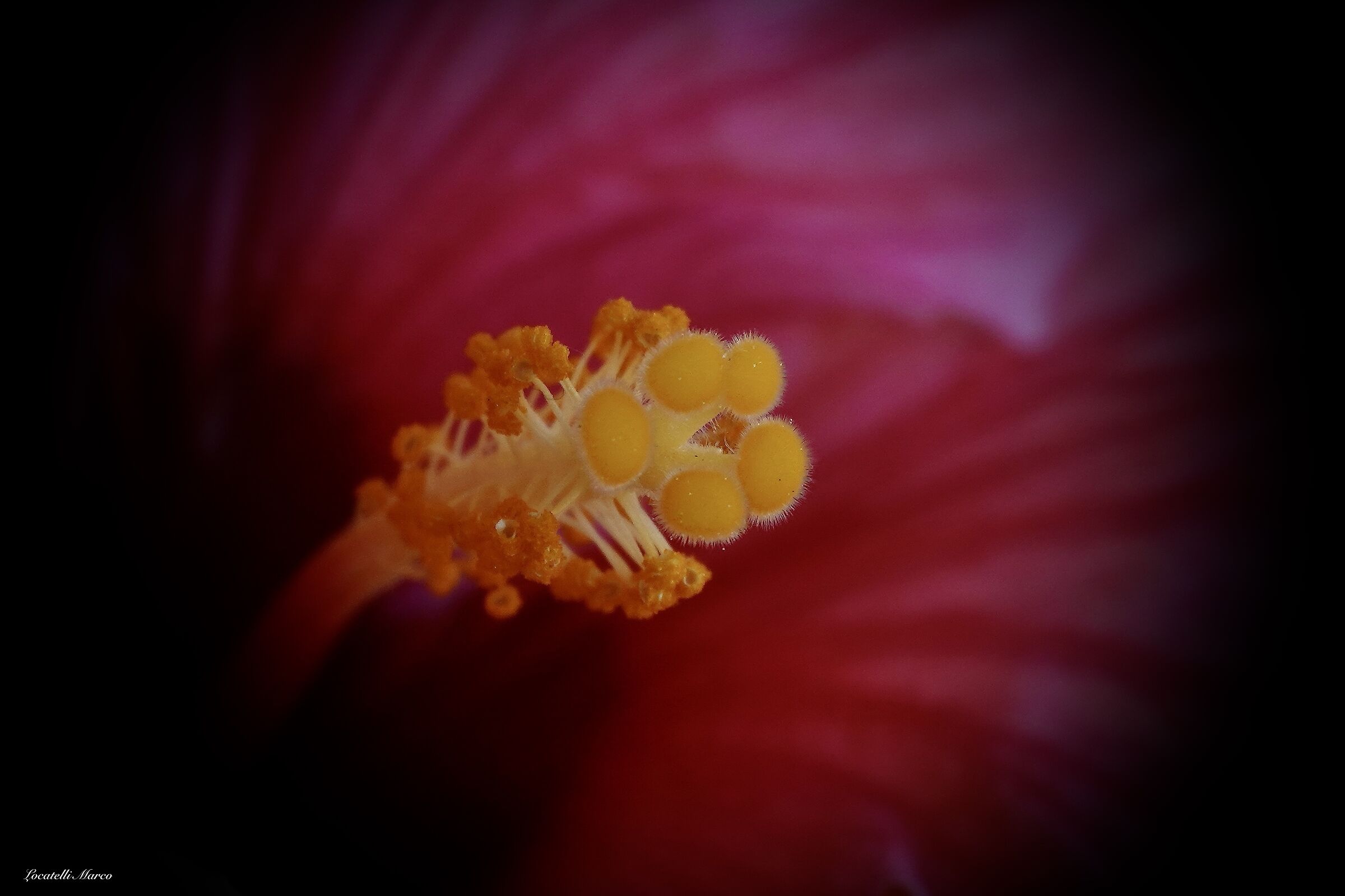 Hibiscus