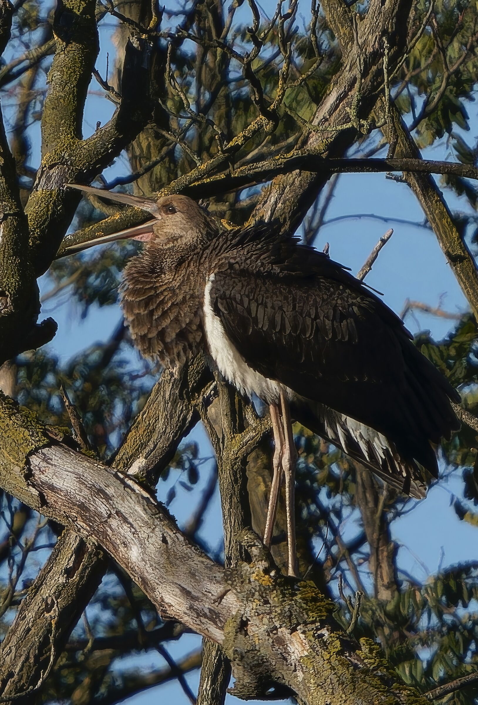 Black stork