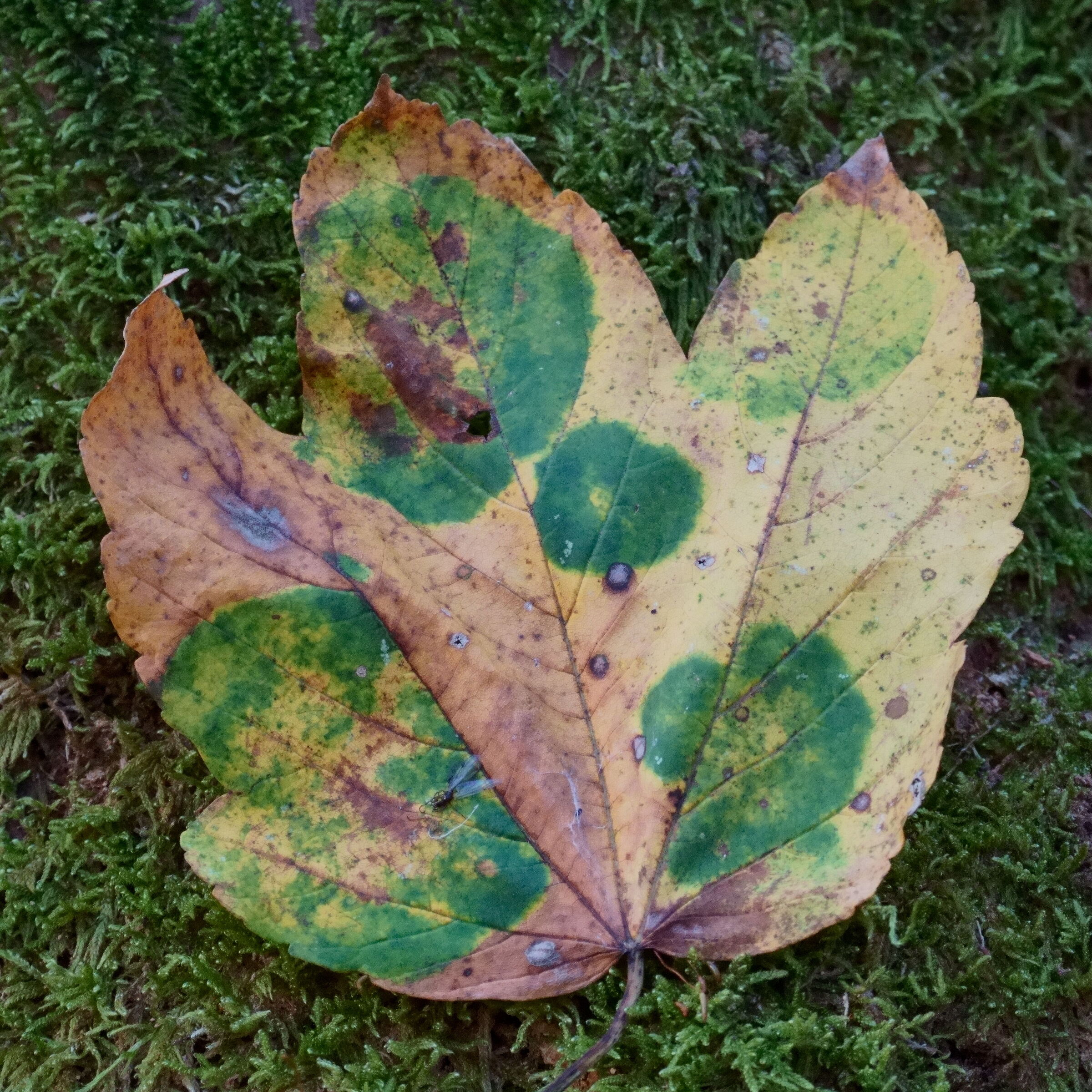 Autumn watercolor painting