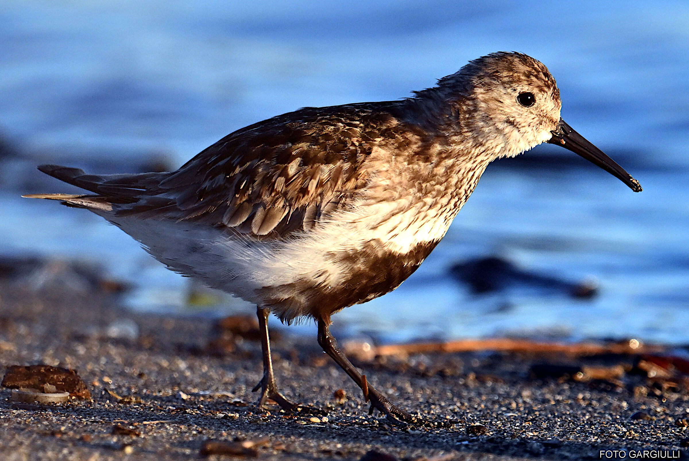 Black belly sandpiper