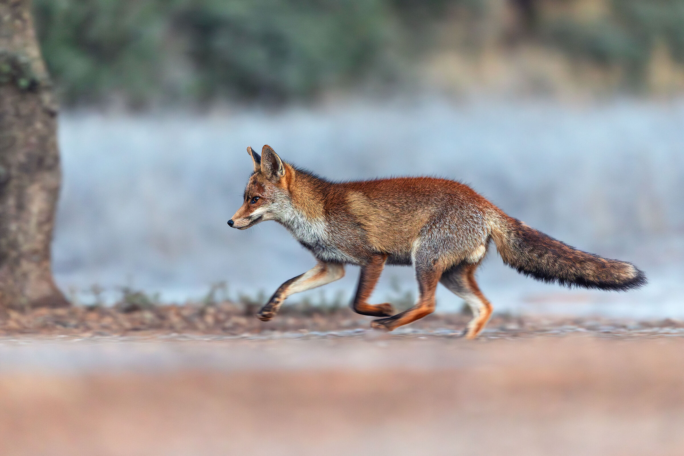 Fox in the early morning