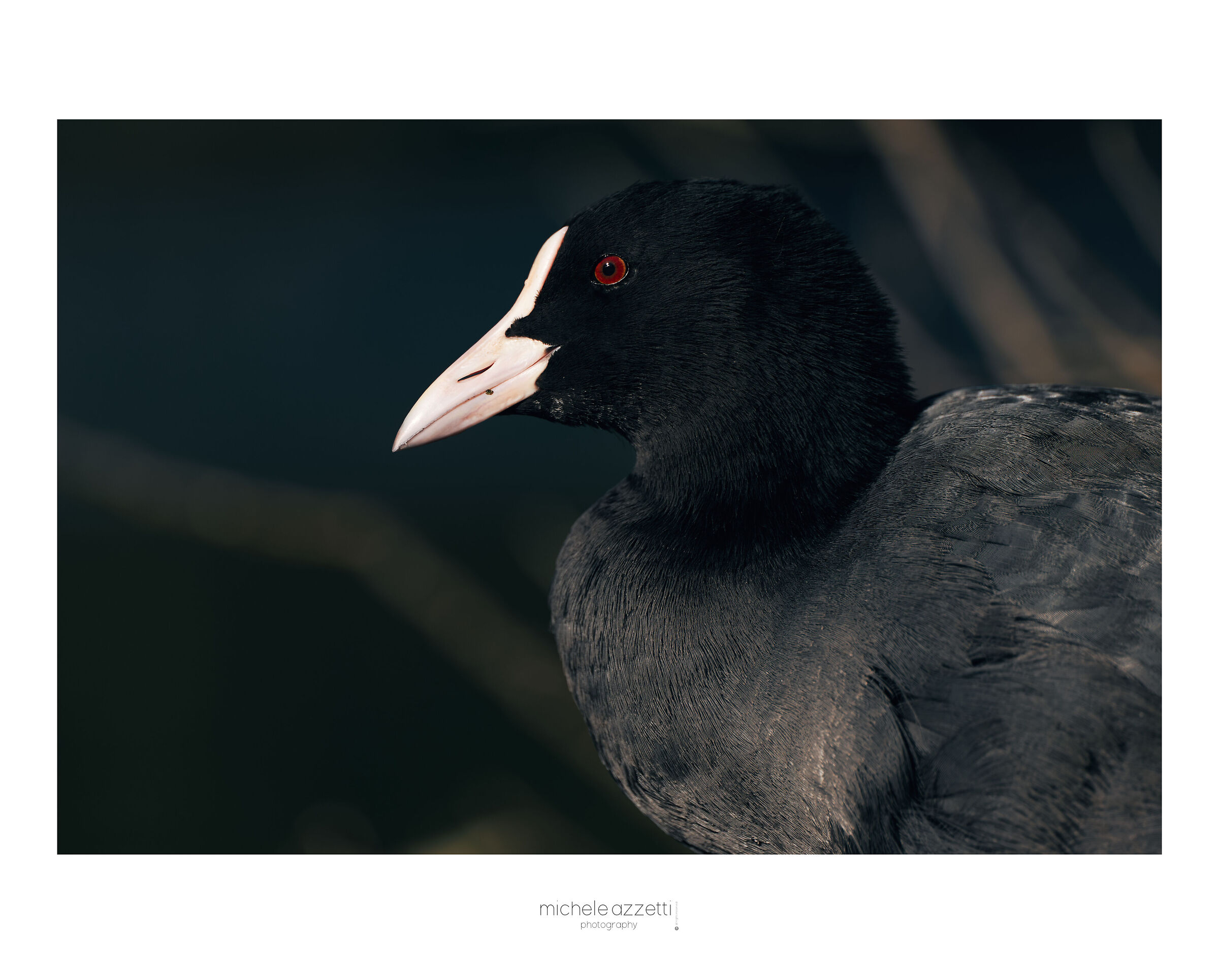 Coot