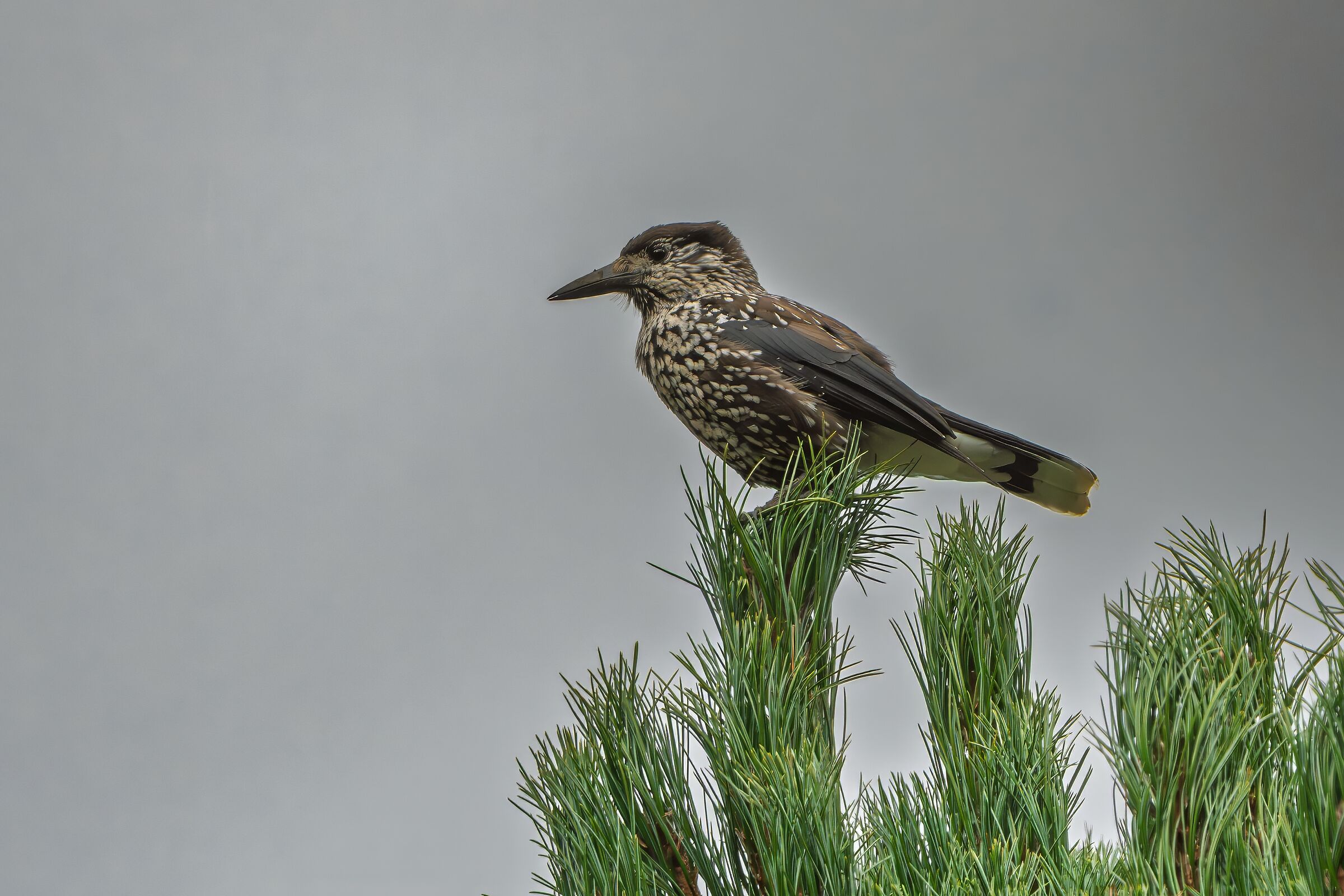 Spotted nutcracker