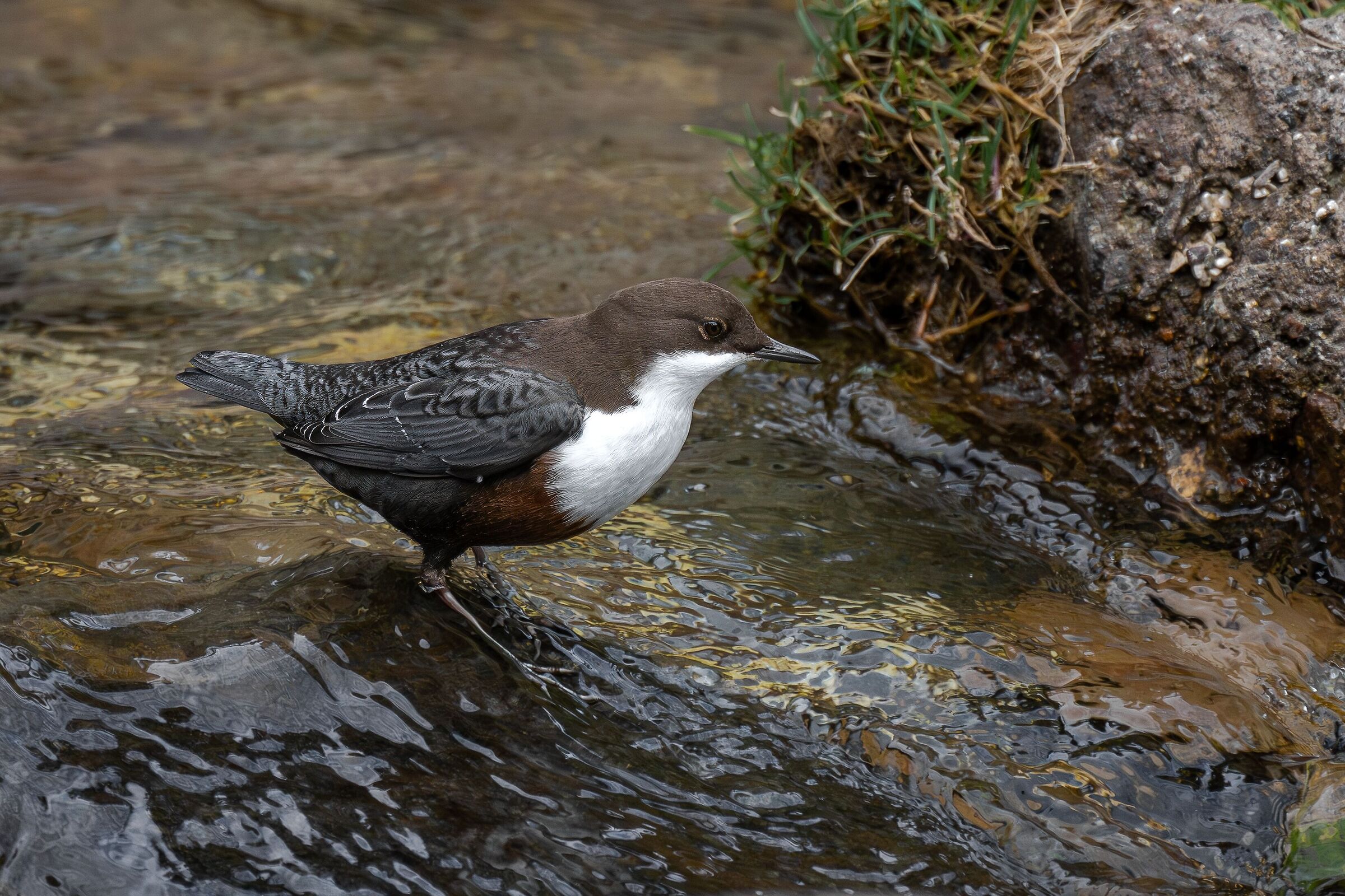 White-throated dipper