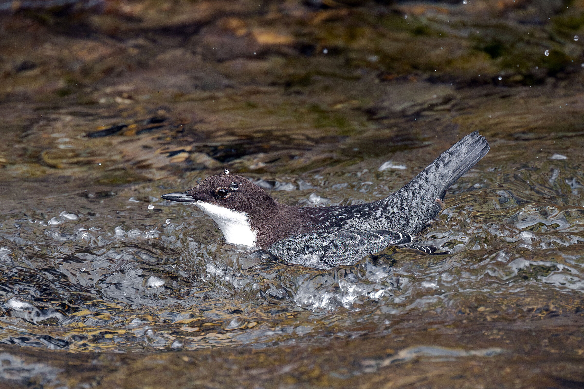 Dipper in the waves