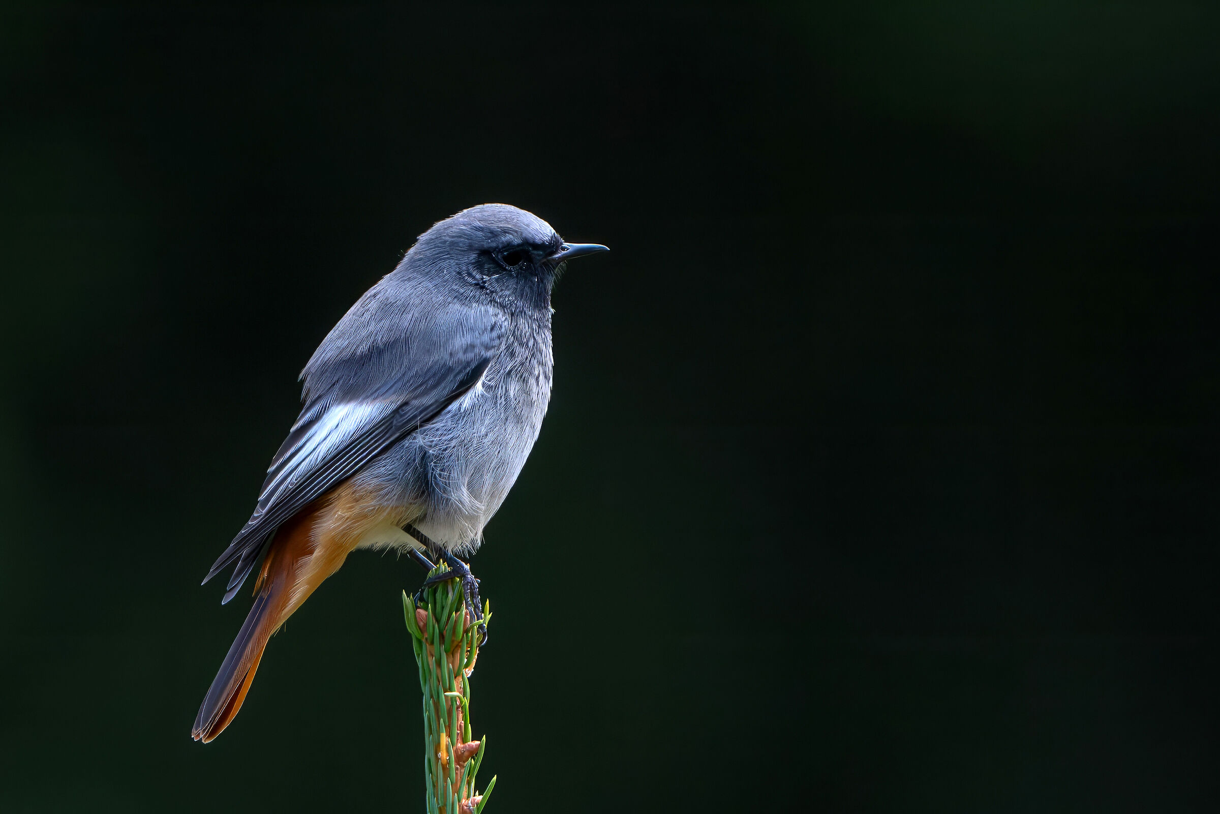 Chimney Sweep Redstart (m)