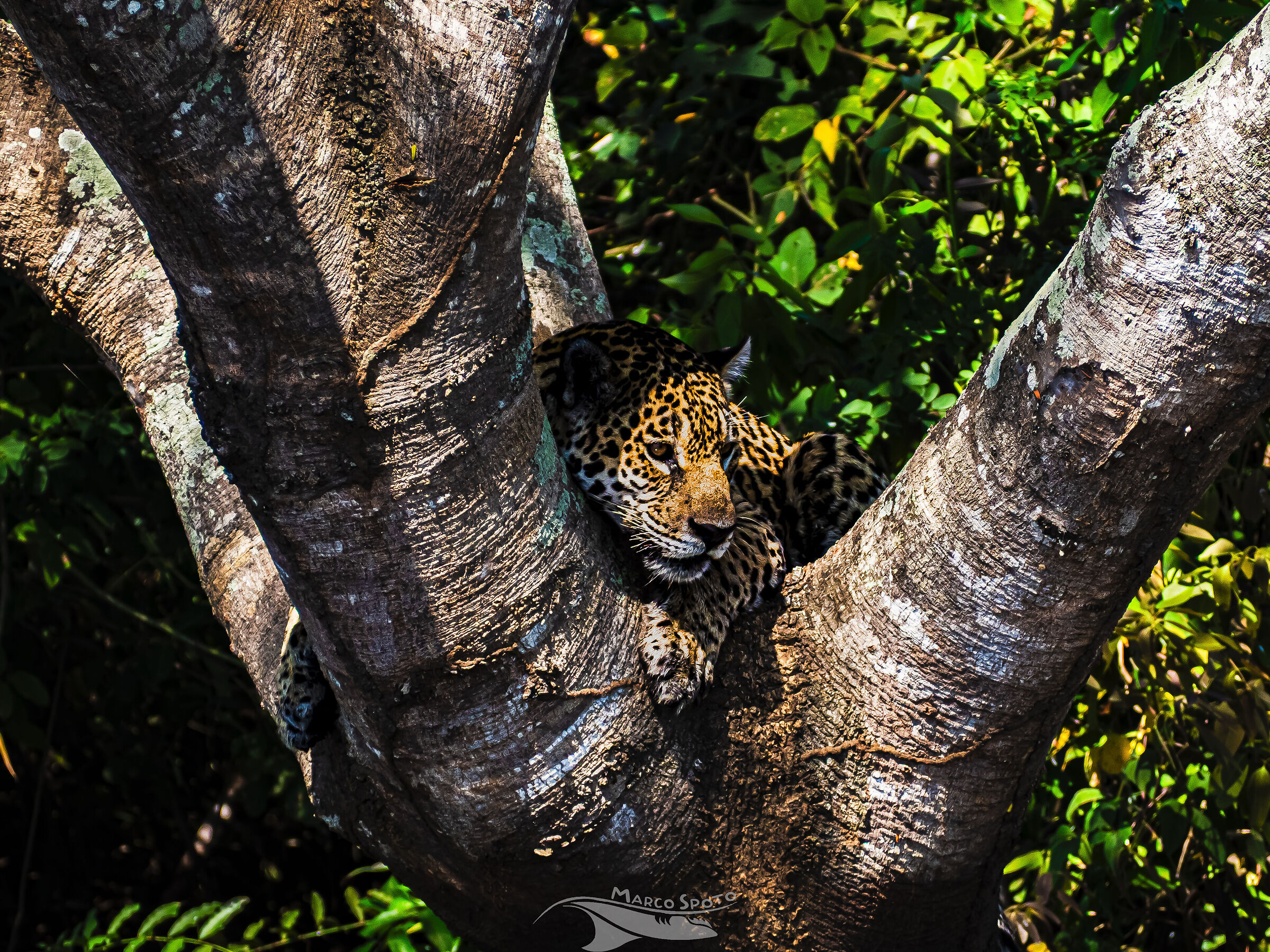 Medrosa, Porto Jofrè
