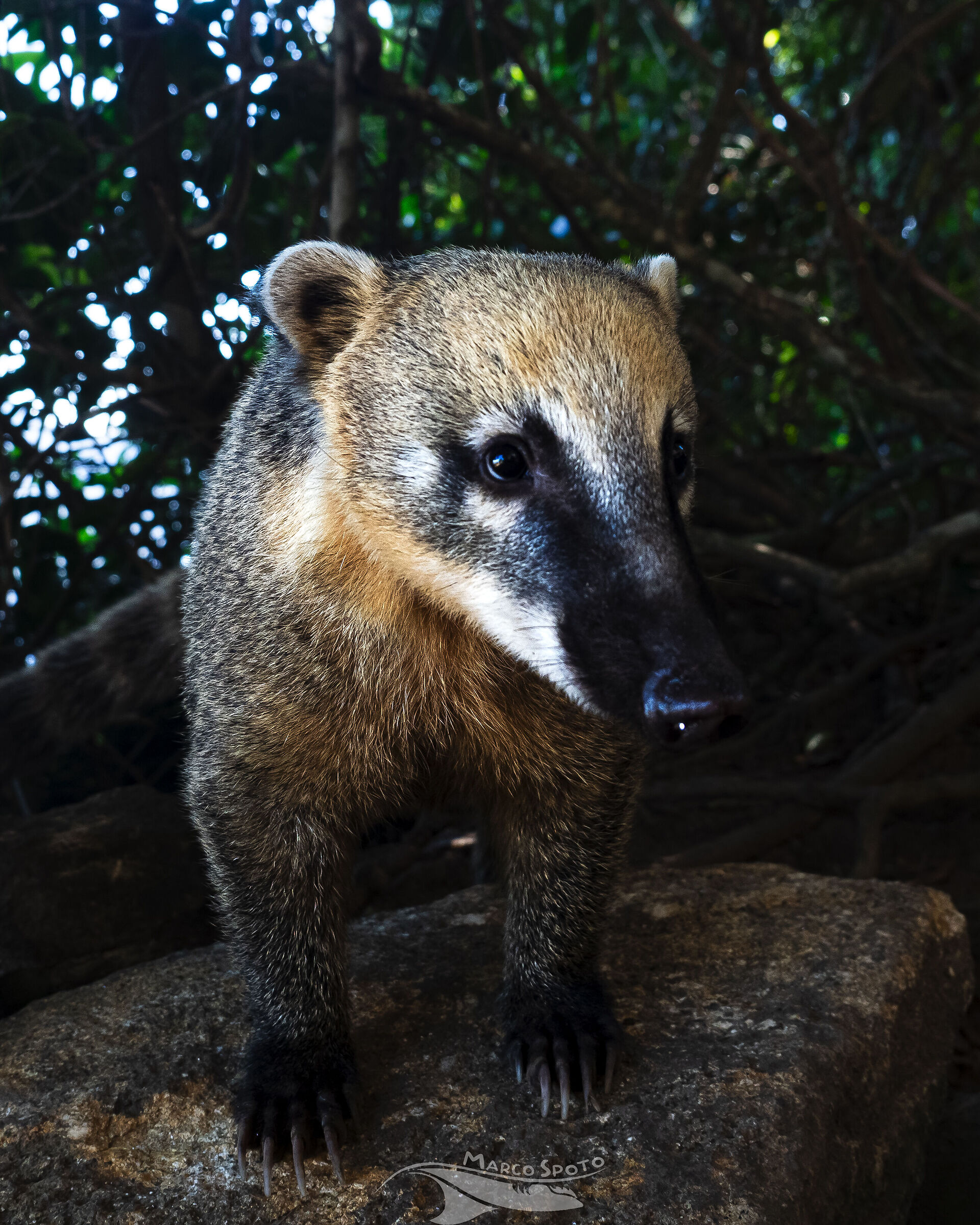 Coati, Pedra de Gavea