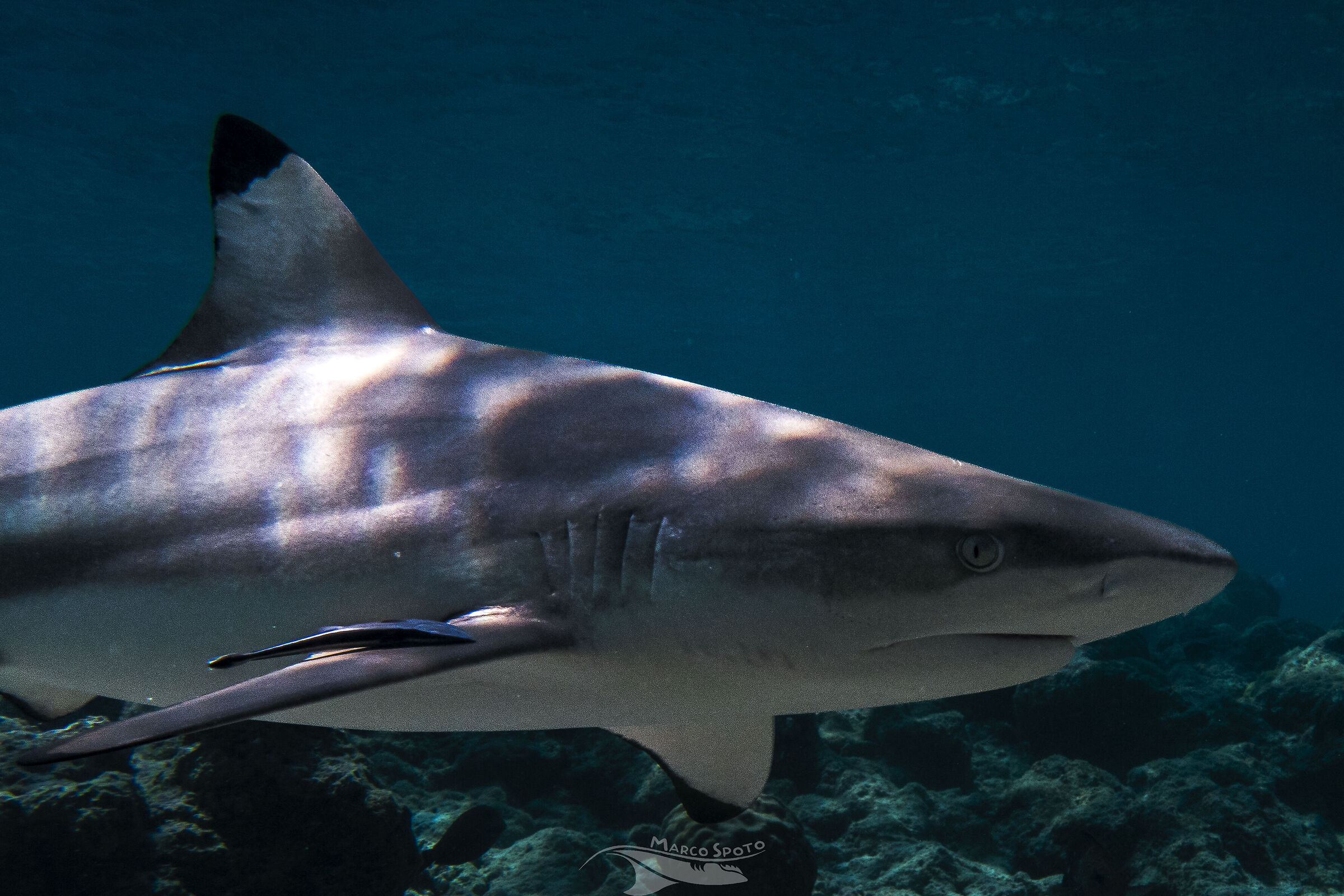 Black tip, Maldive