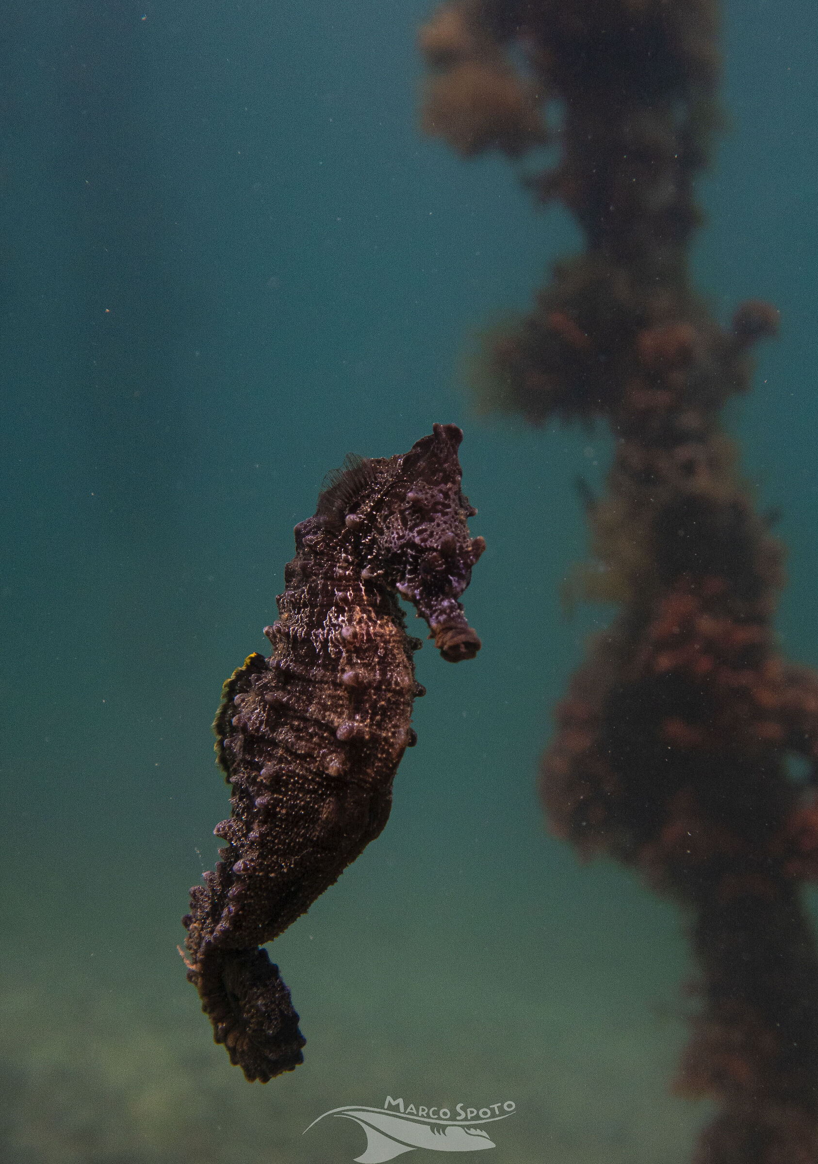 Hippocampus hippocampus, Taranto