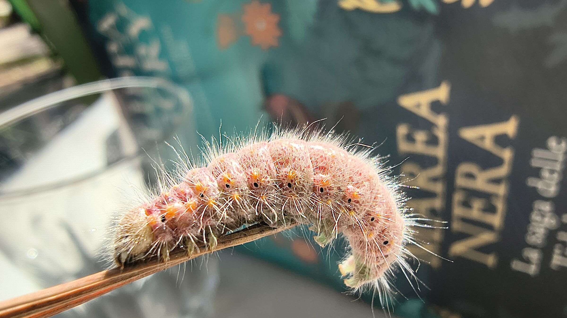 Mysterious caterpillar