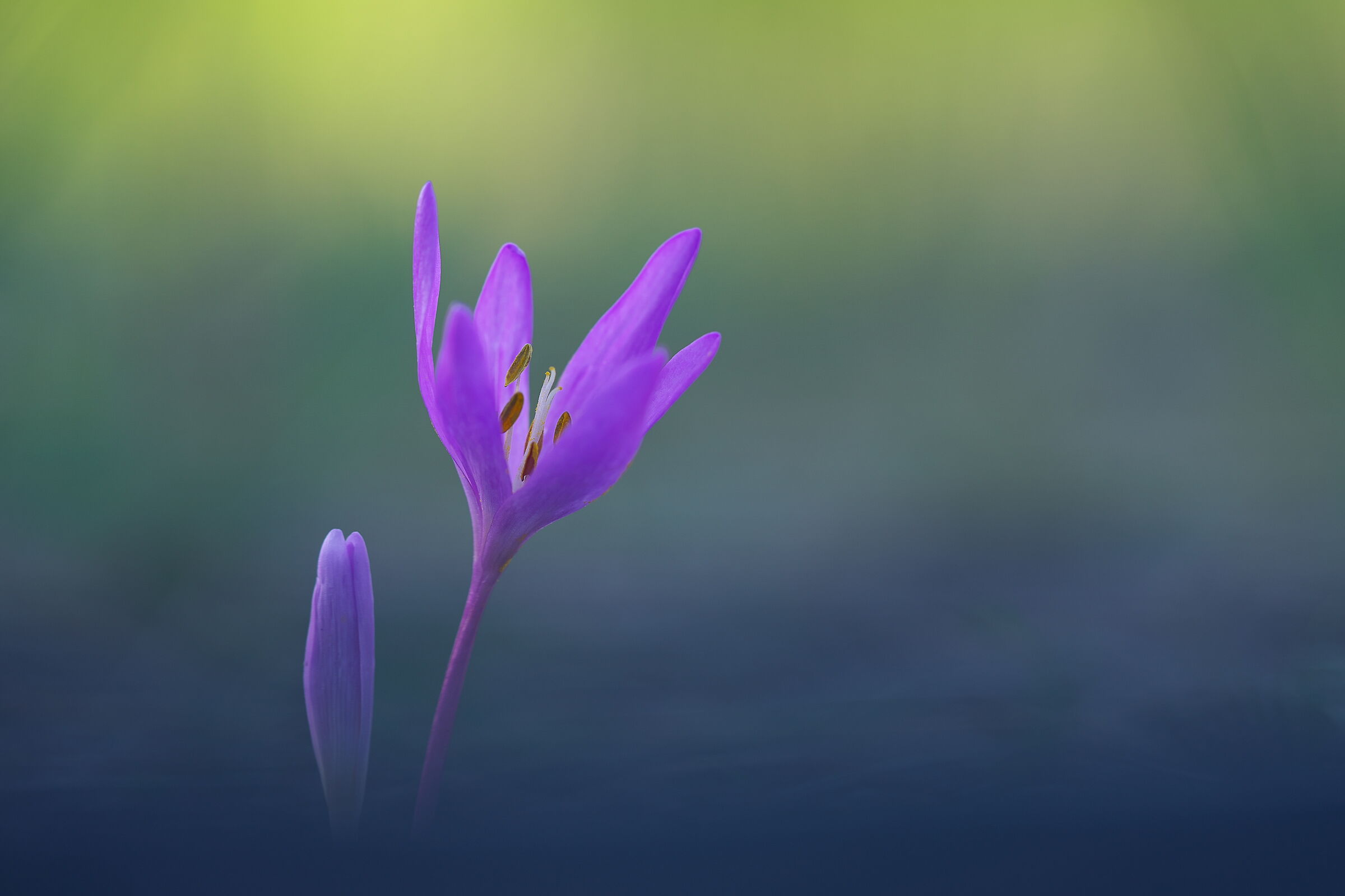 Late afternoon lights