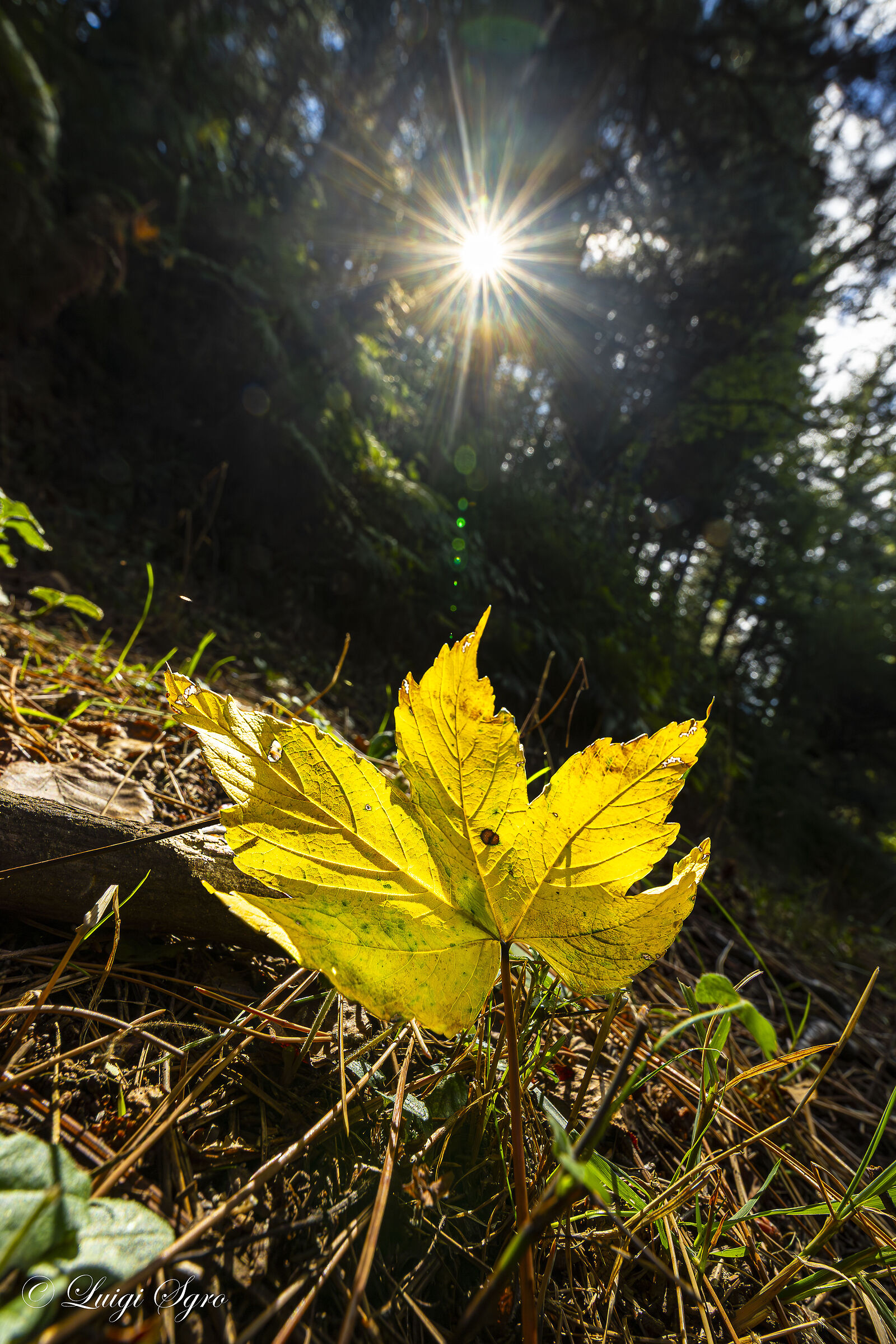 Prime sfumature d' Autunno