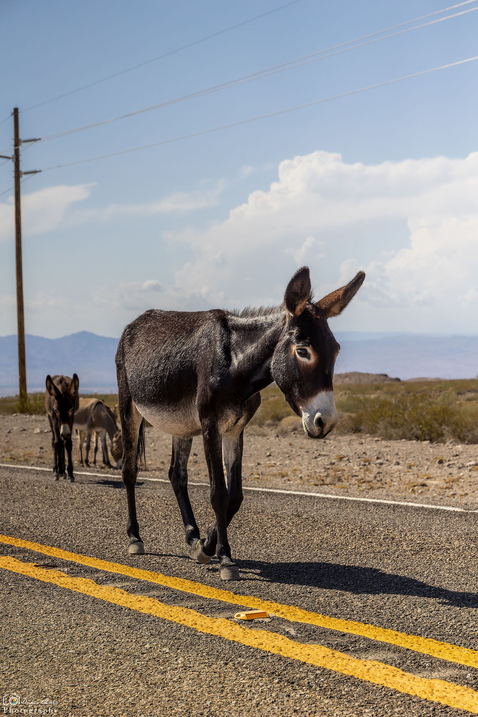 Burros on the road