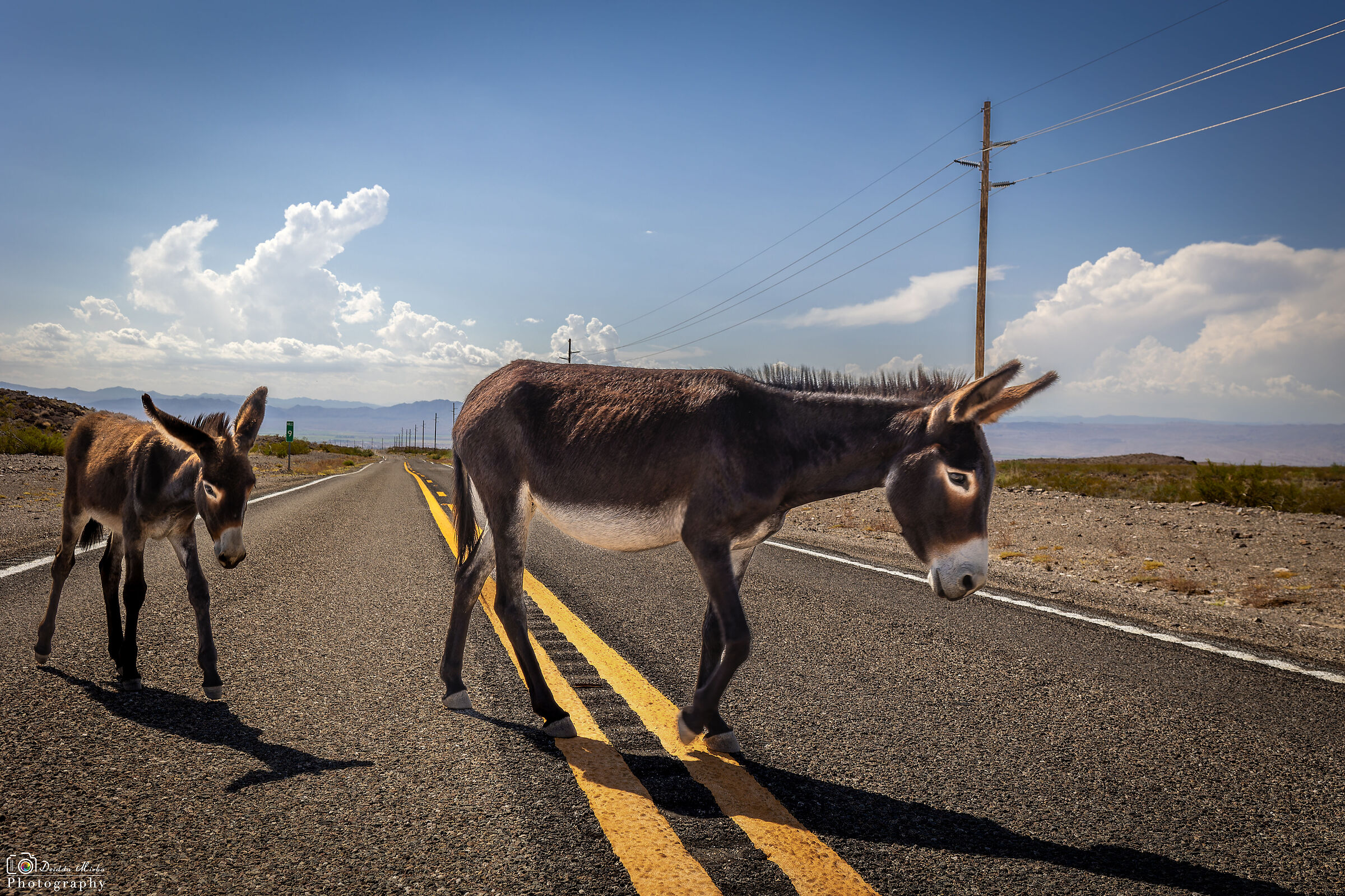 Burros roadblock