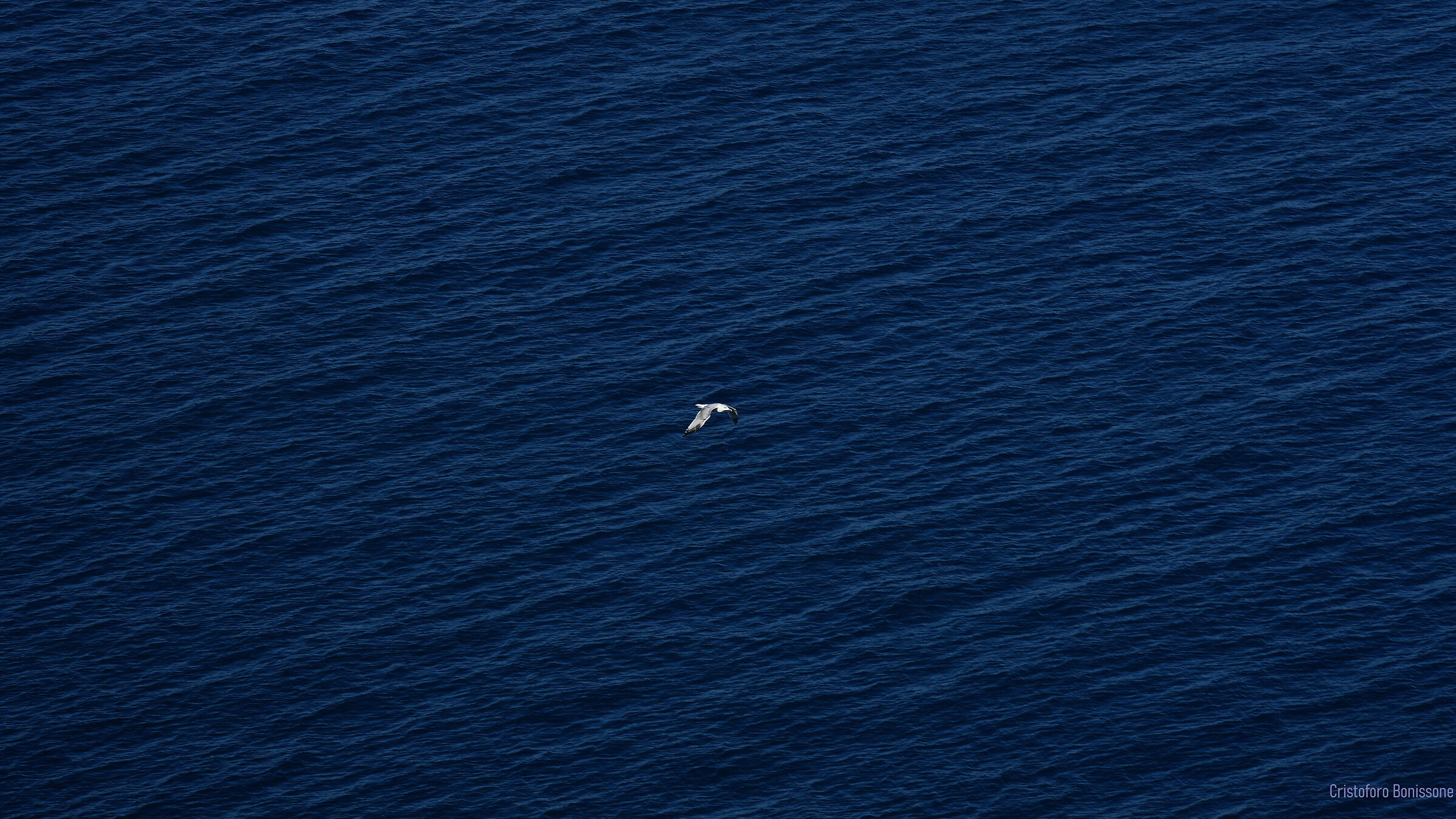 Seagull Sea 4K Wallpaper