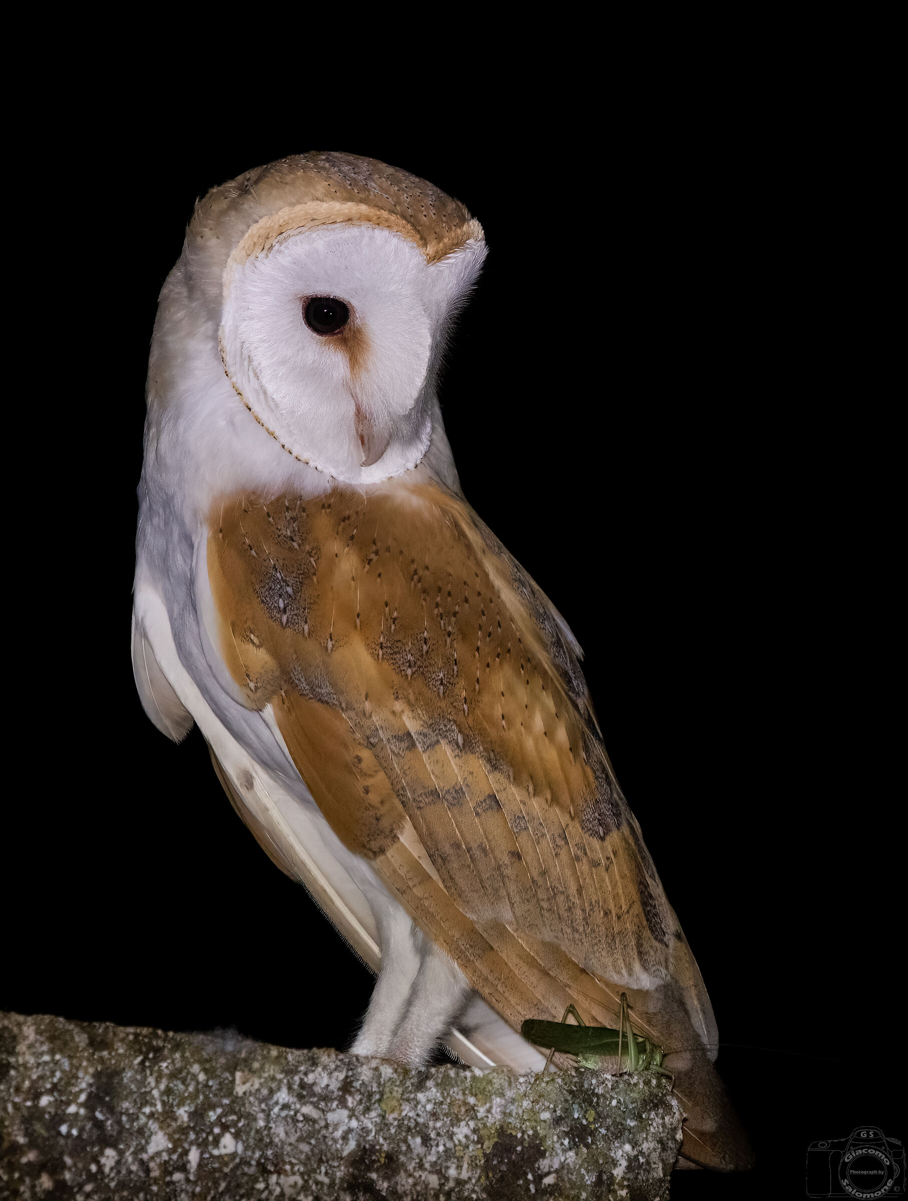Barn owl and grasshopper.