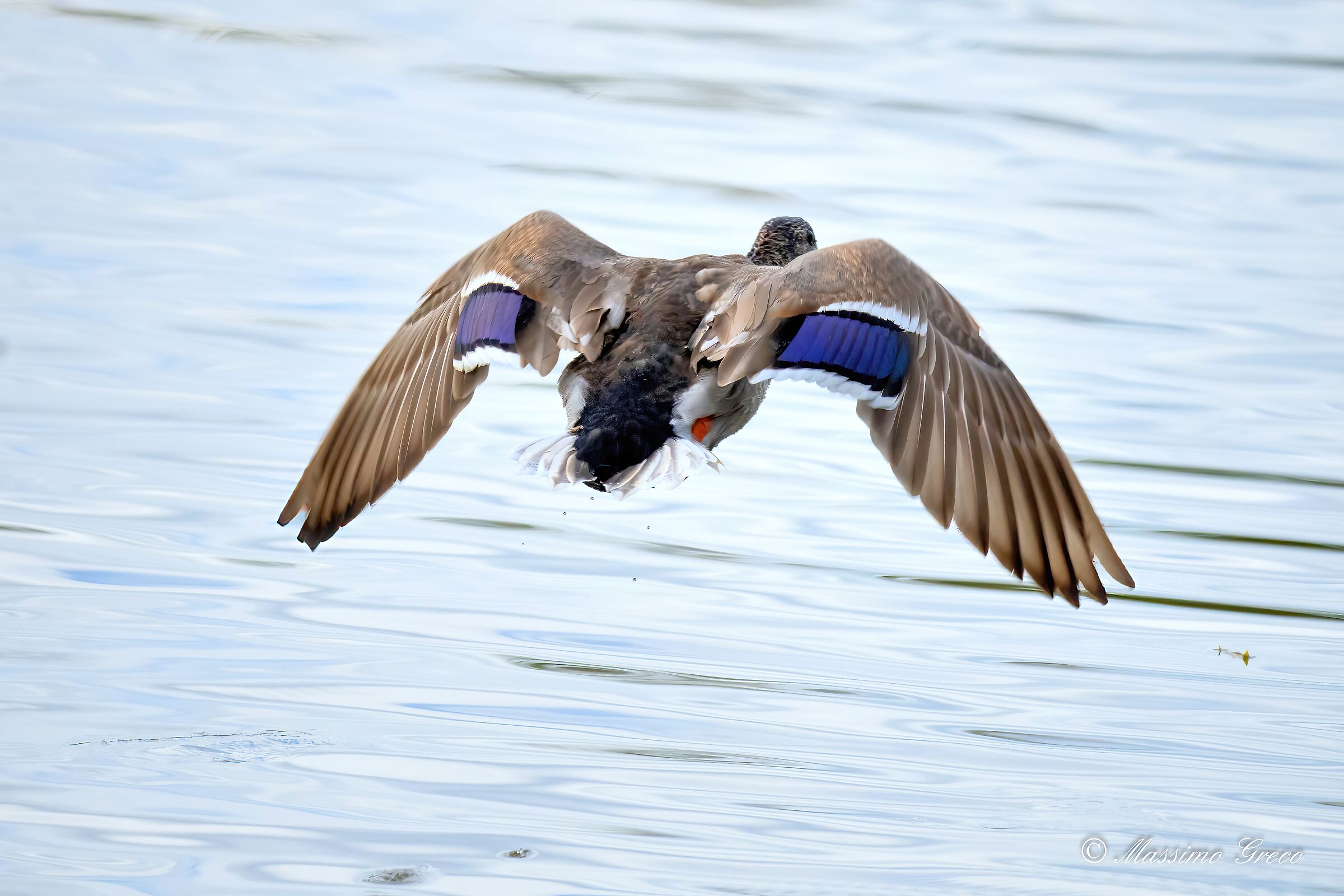 Mallard (Anas platyrhynchos)