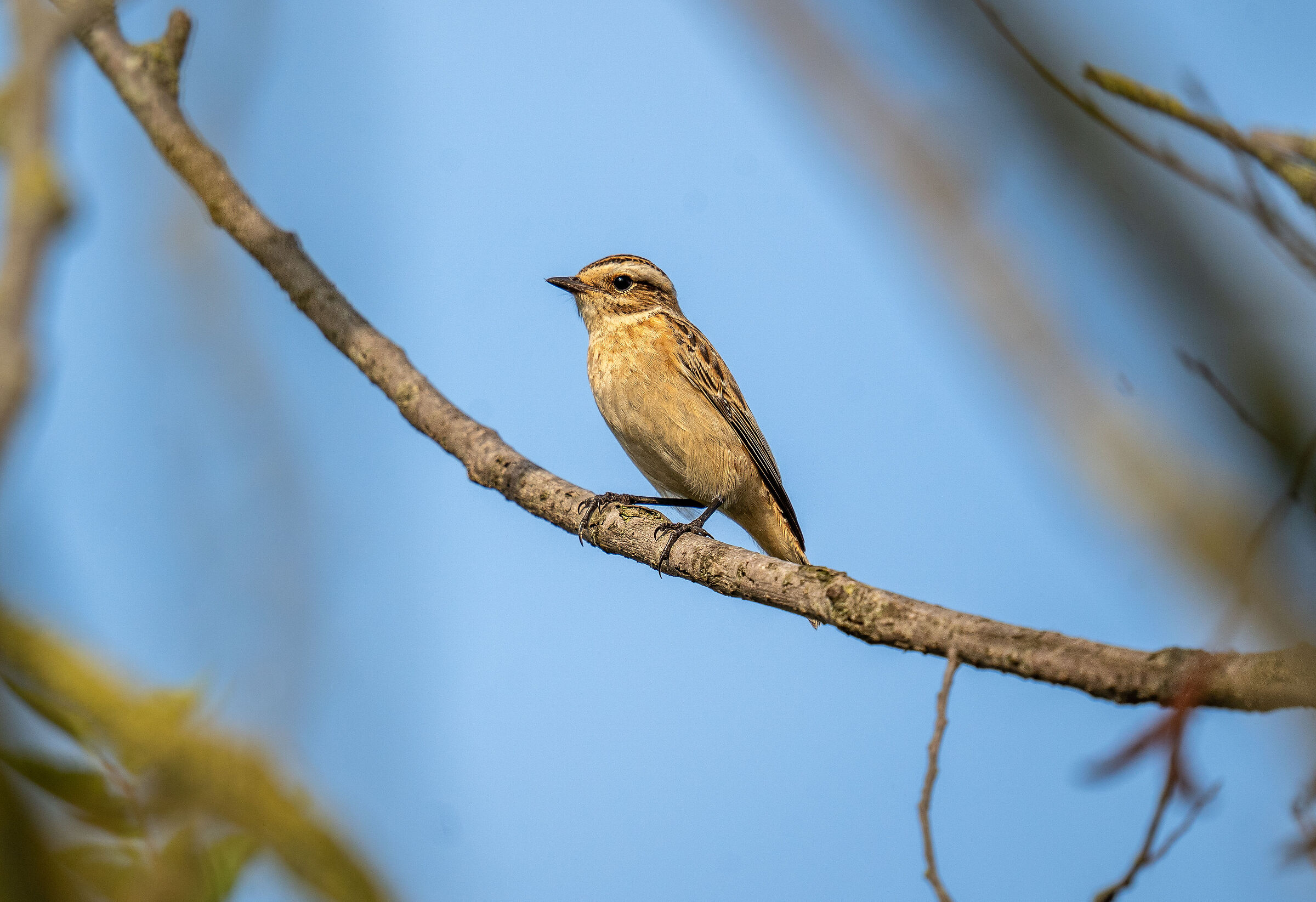 I don't know what bird it is
