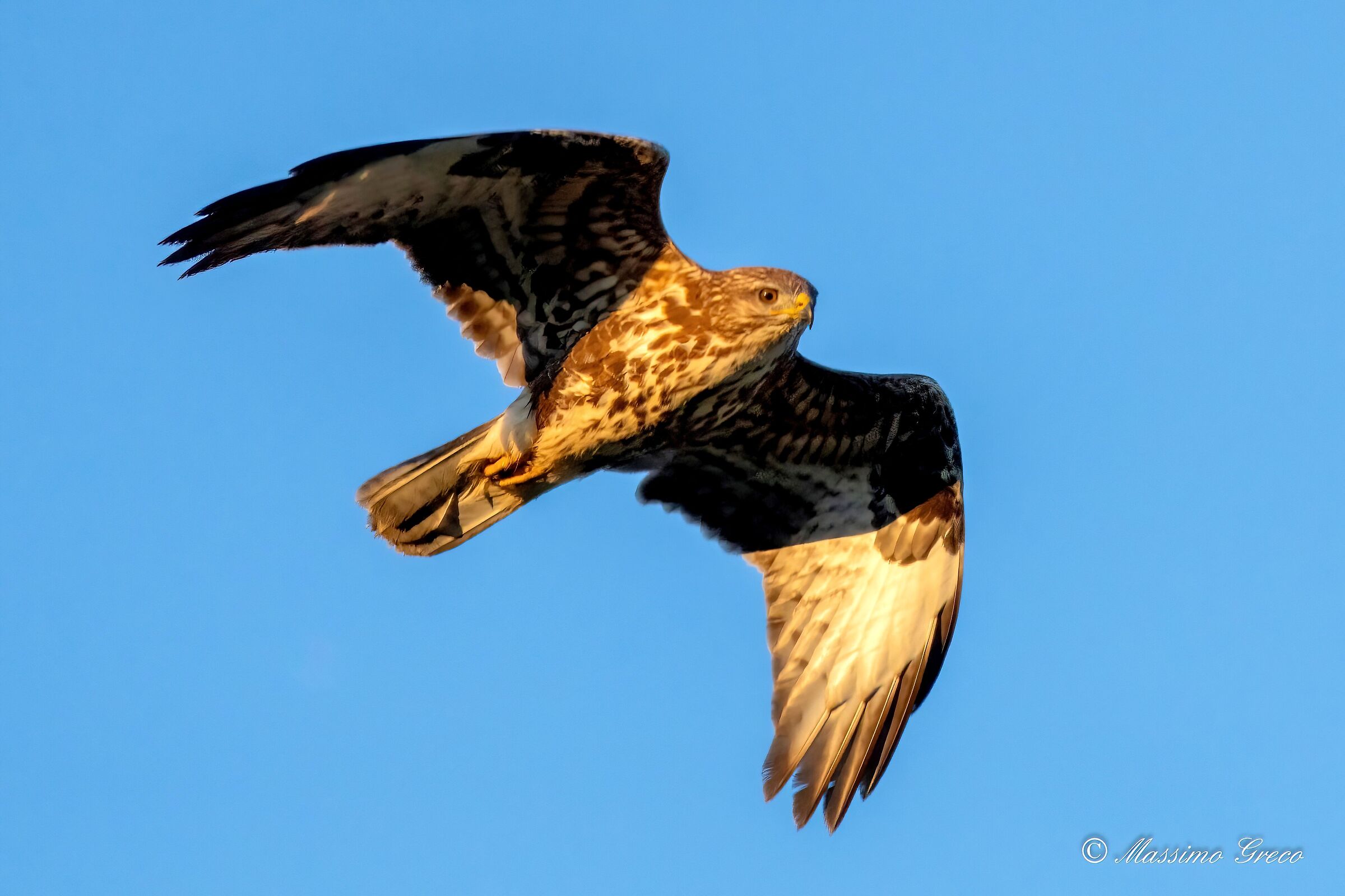 Buzzard (Buteo buteo)