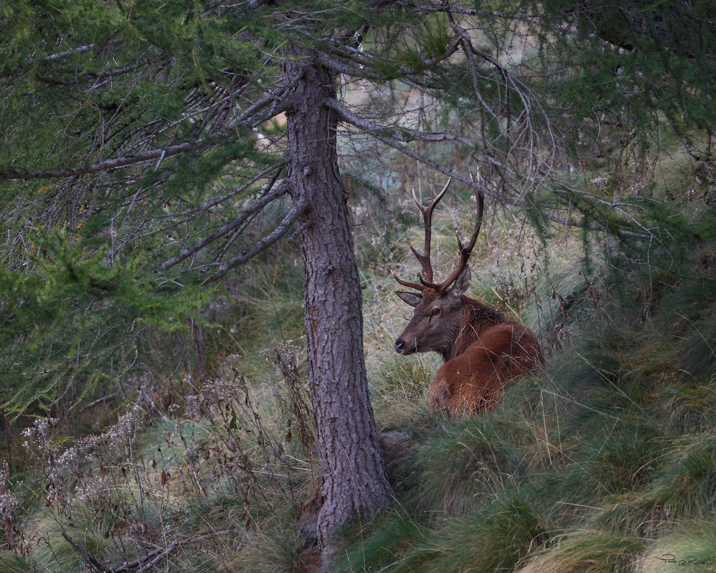 “Il principe del bosco”