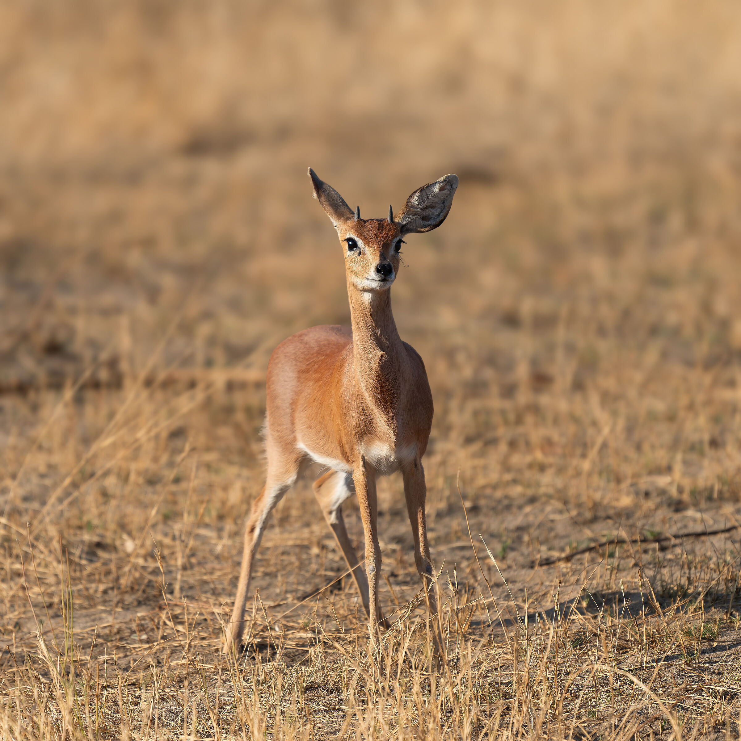 Dik Dik - Kruger National Park - South Africa