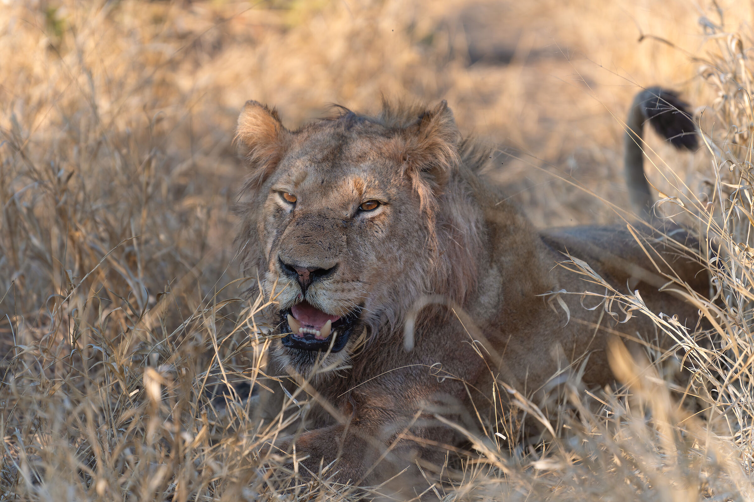 Lion - Kruger National Park - South Africa