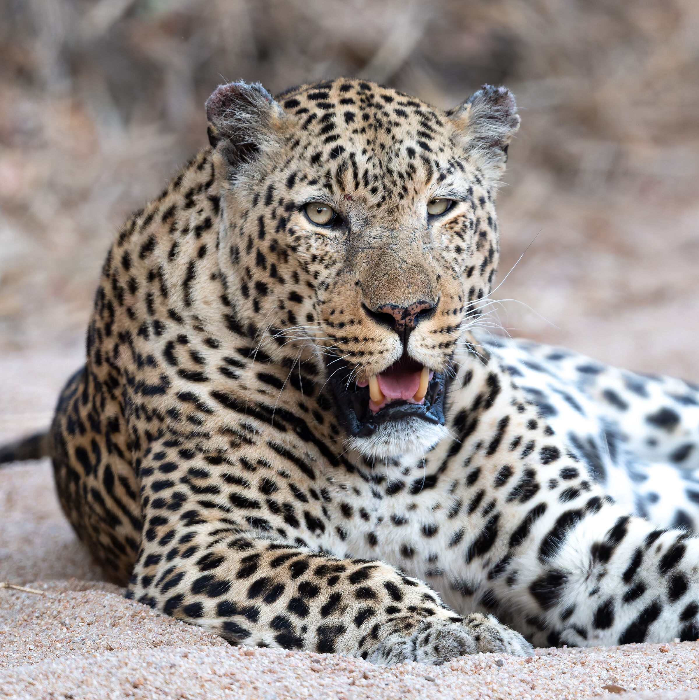 Leopard - Kruger National Park - South Africa