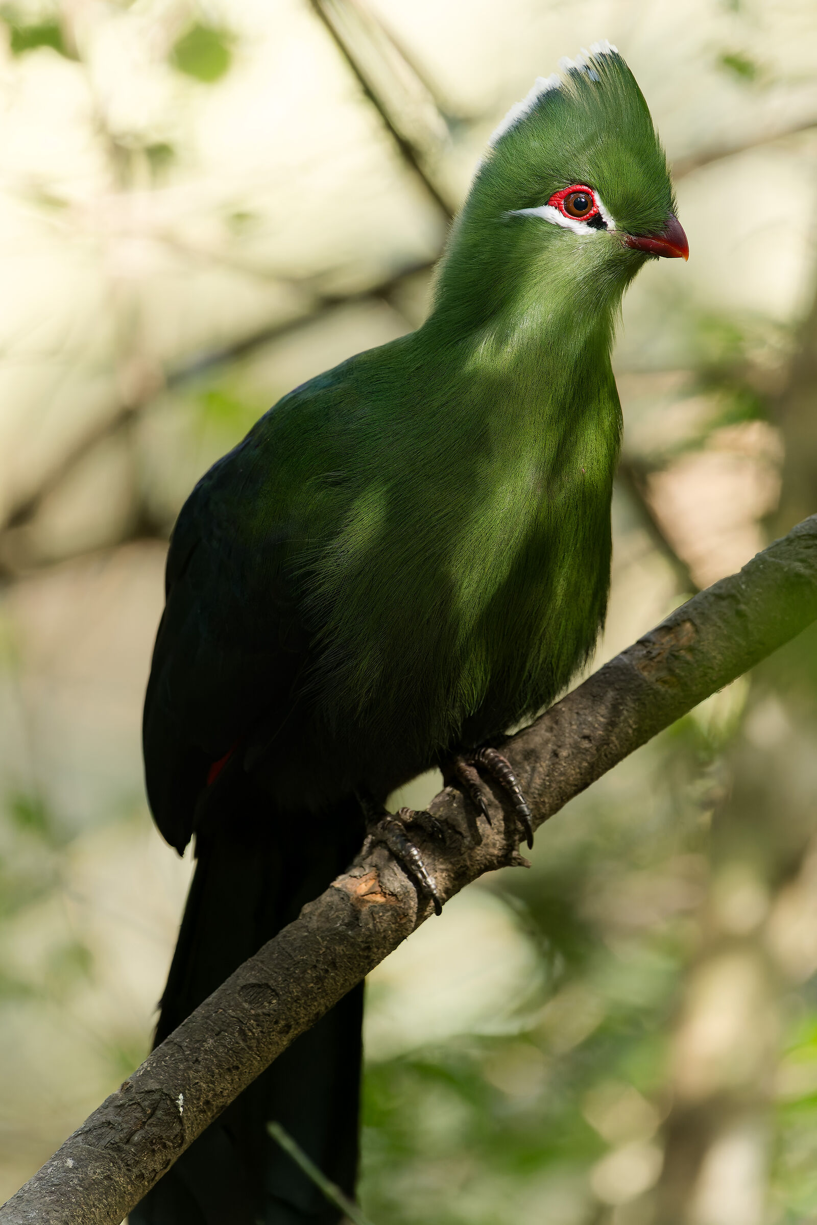 Green Tauraco - Tsitsicamma National Park - South Africa