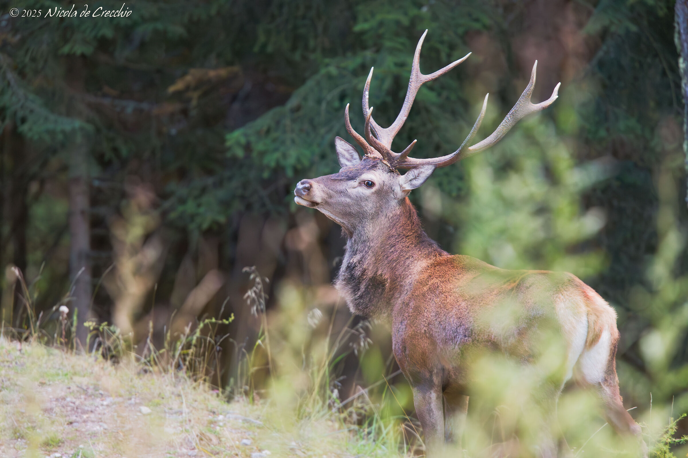 Face to face with the king of the forest