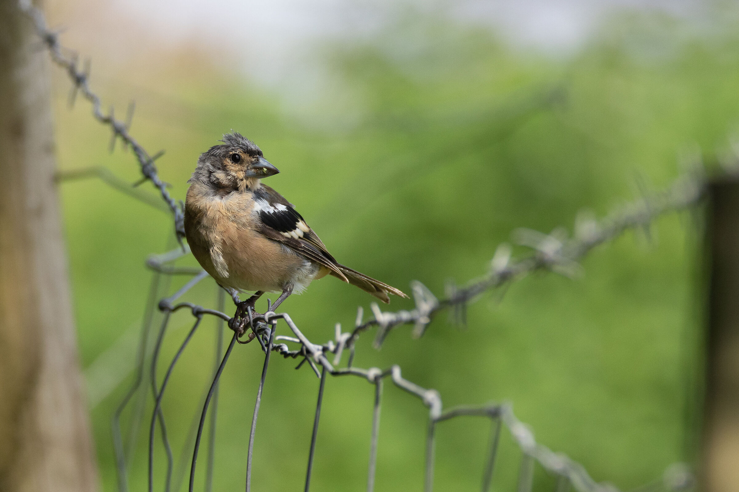 Fringuello delle Azzorre
