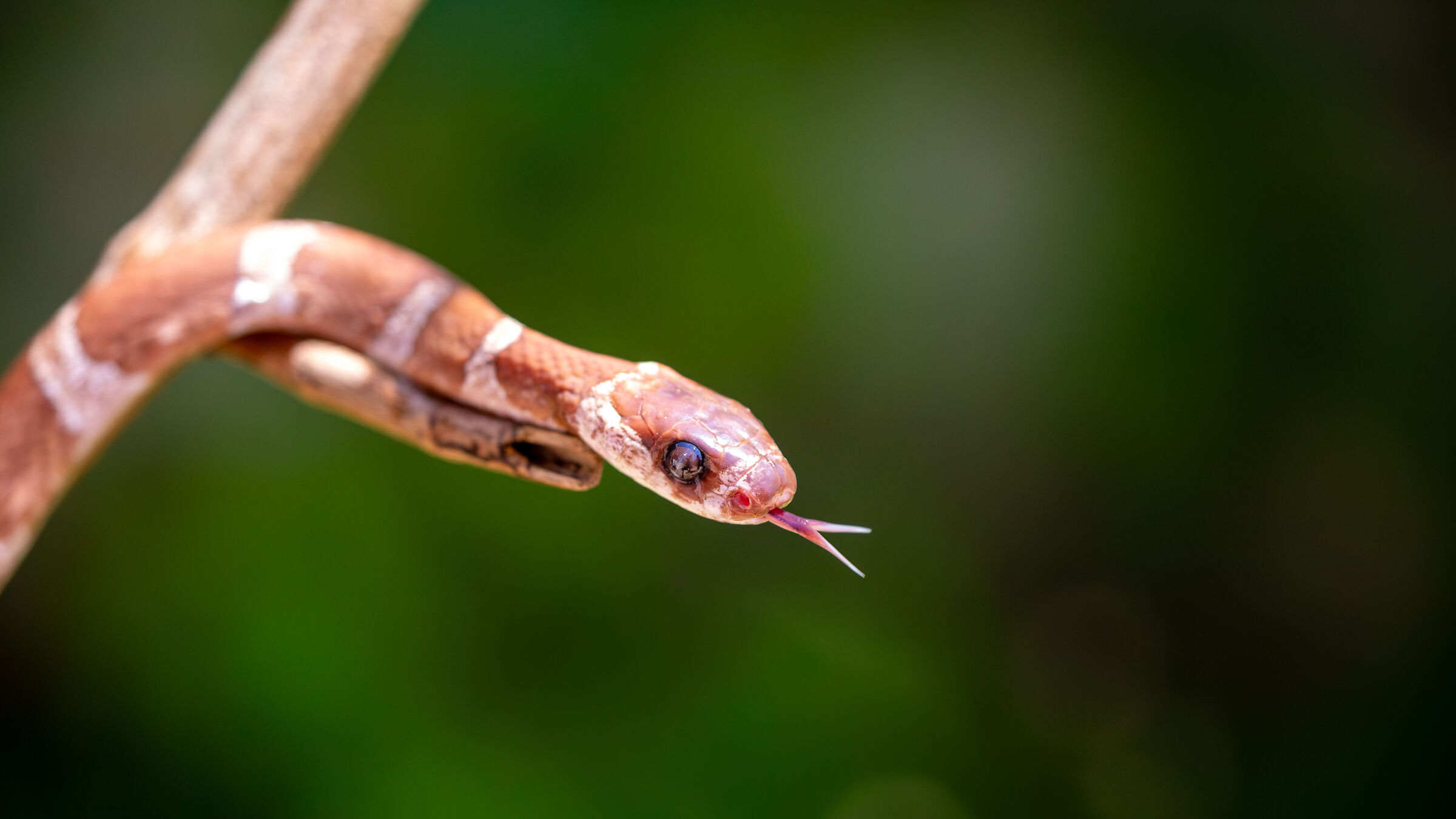 Snake