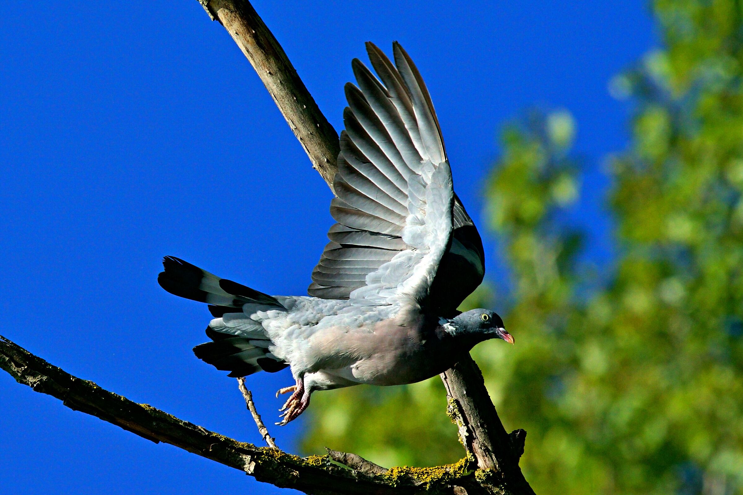 Another beautiful wood pigeon in flight