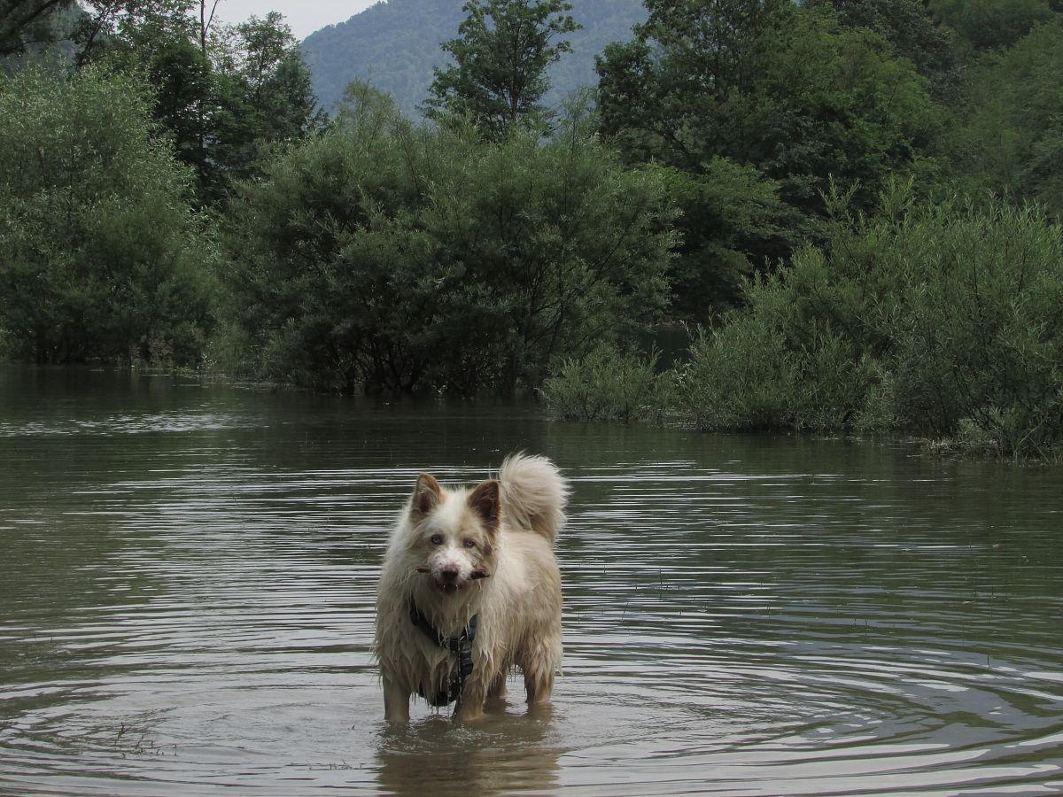 Quel patatone di Yuri